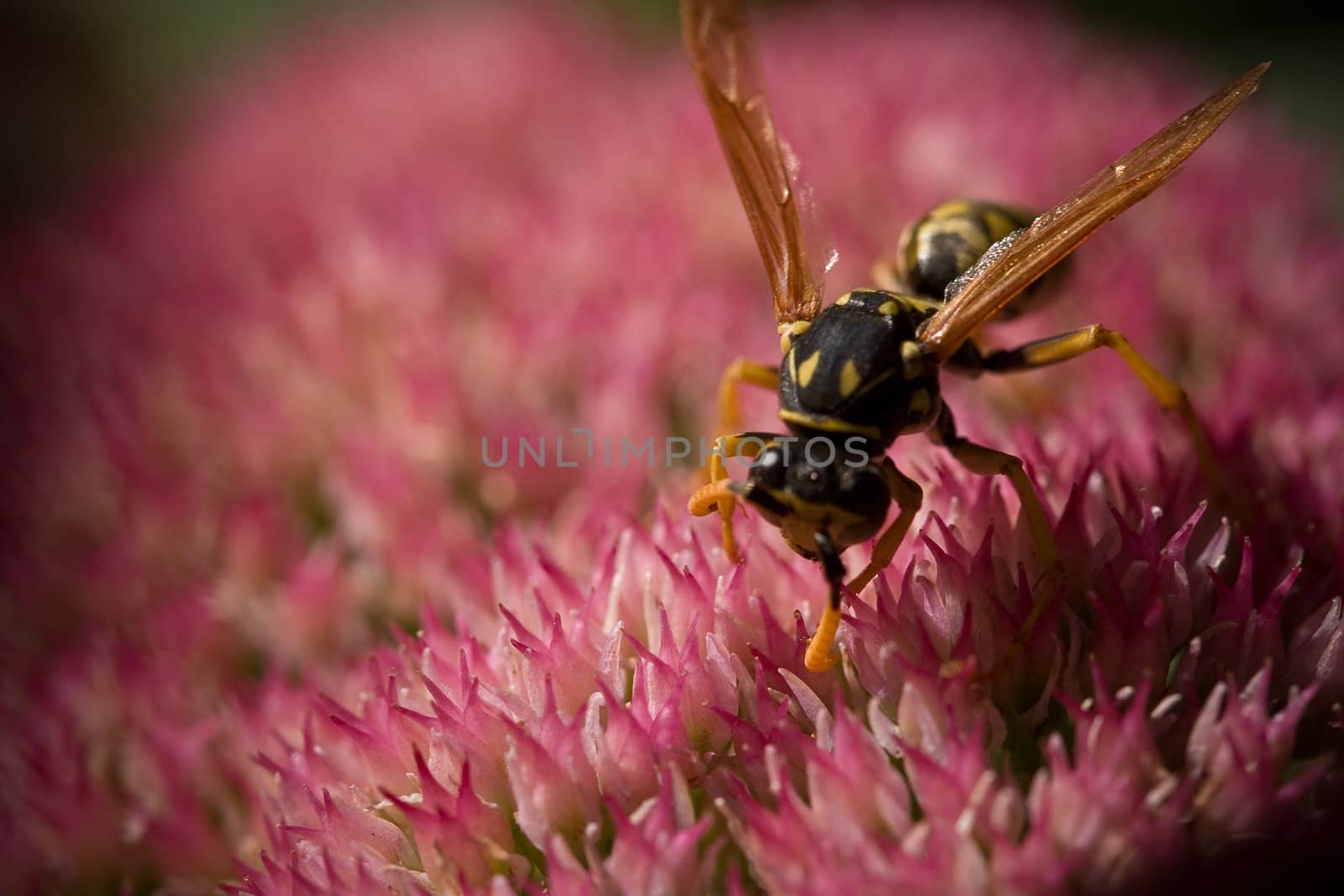 A large wasp searching a flower for nectar