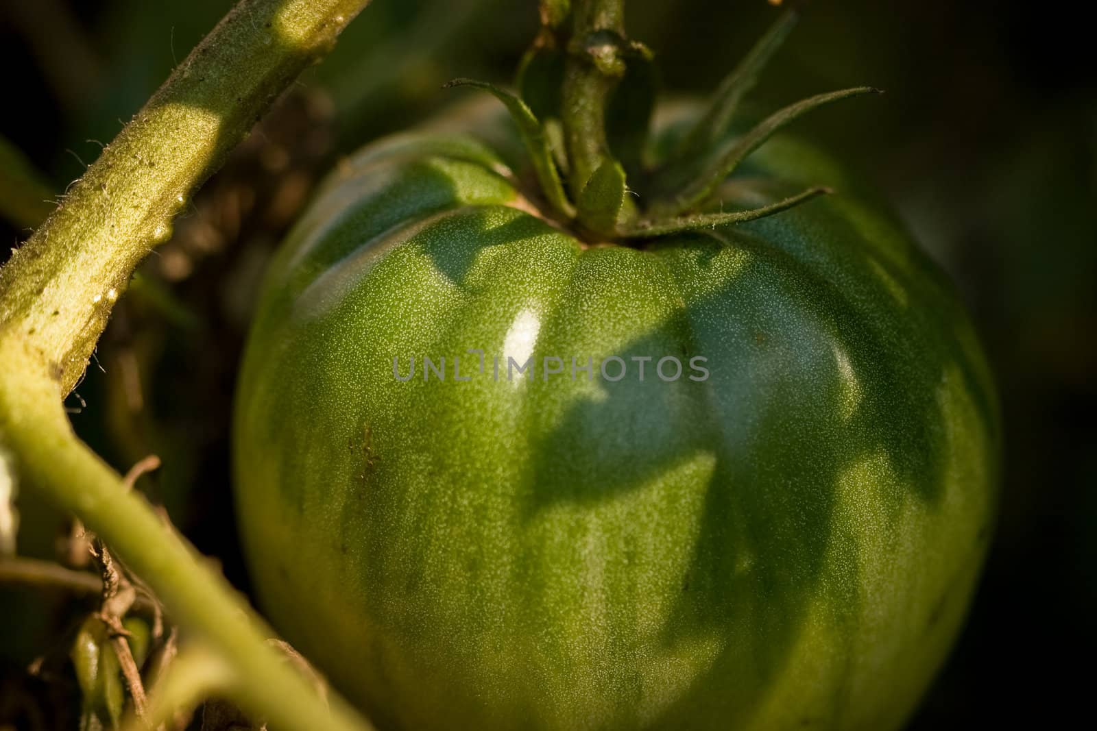 Green unripe tomato growing on the plant
