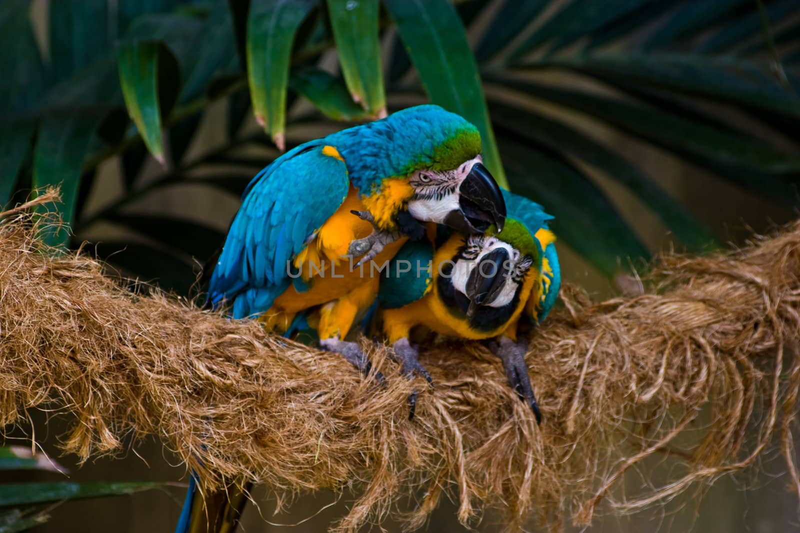 A photo of a pair of parrots fighting or playing?