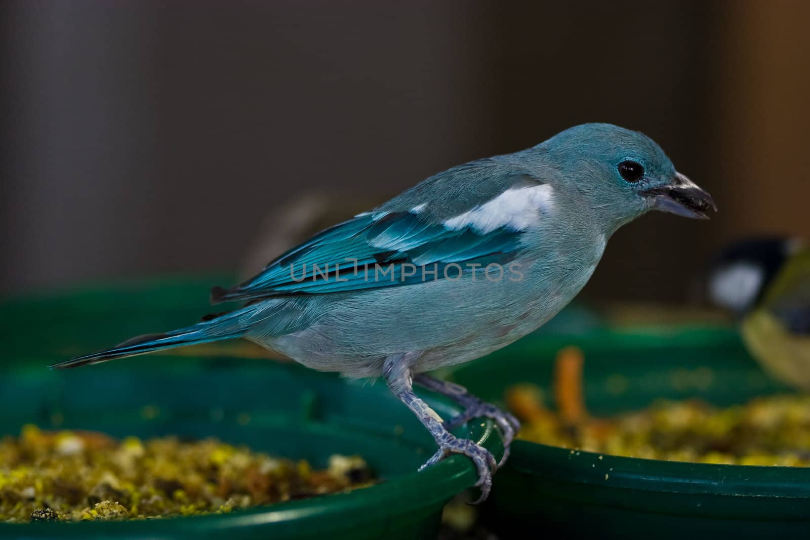 A cute small bird playing at the aviary