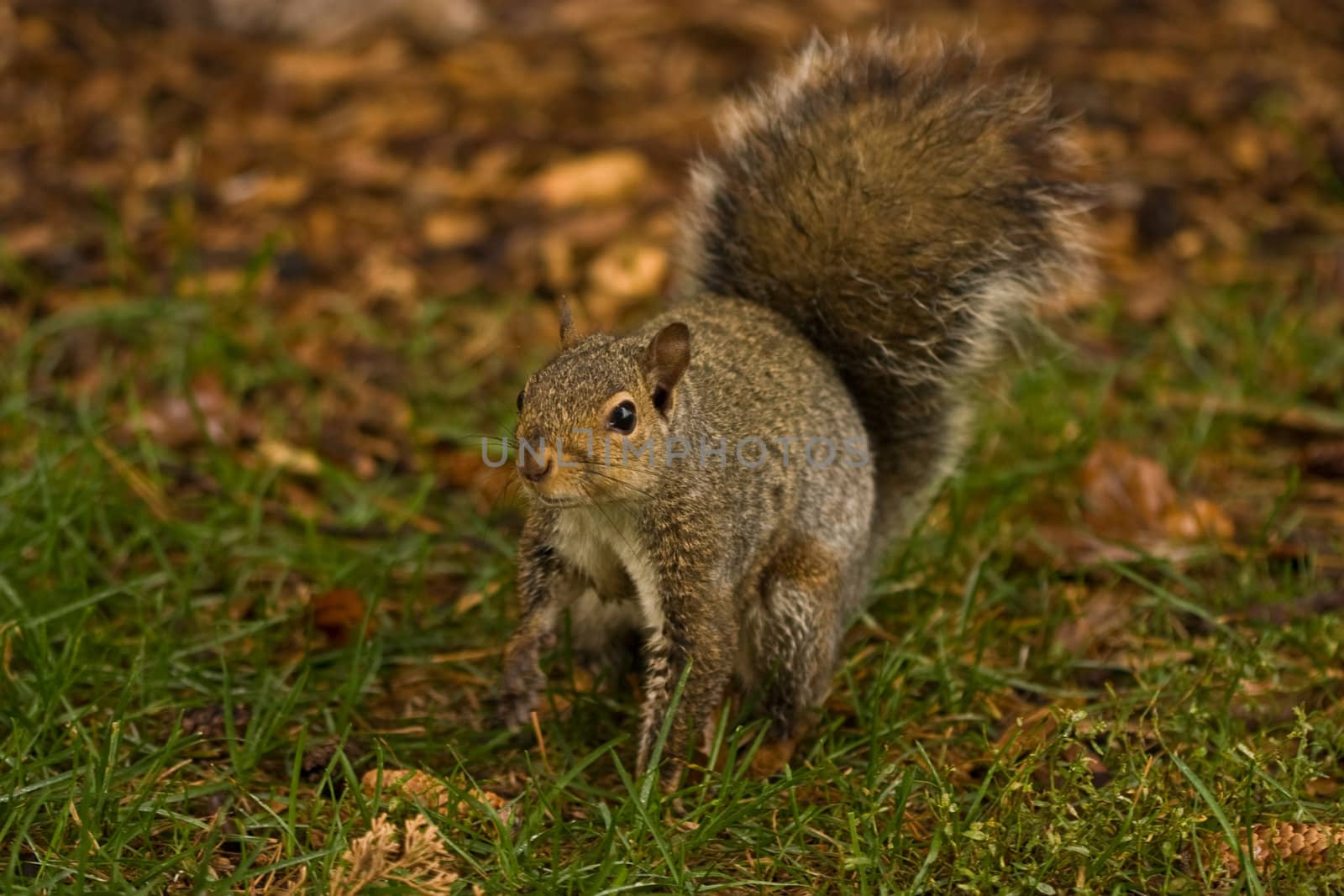 Photo of a cute squirrel taken at a park near my house.