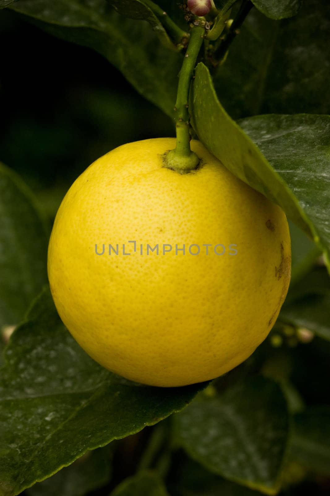 Fruit growing on the branch