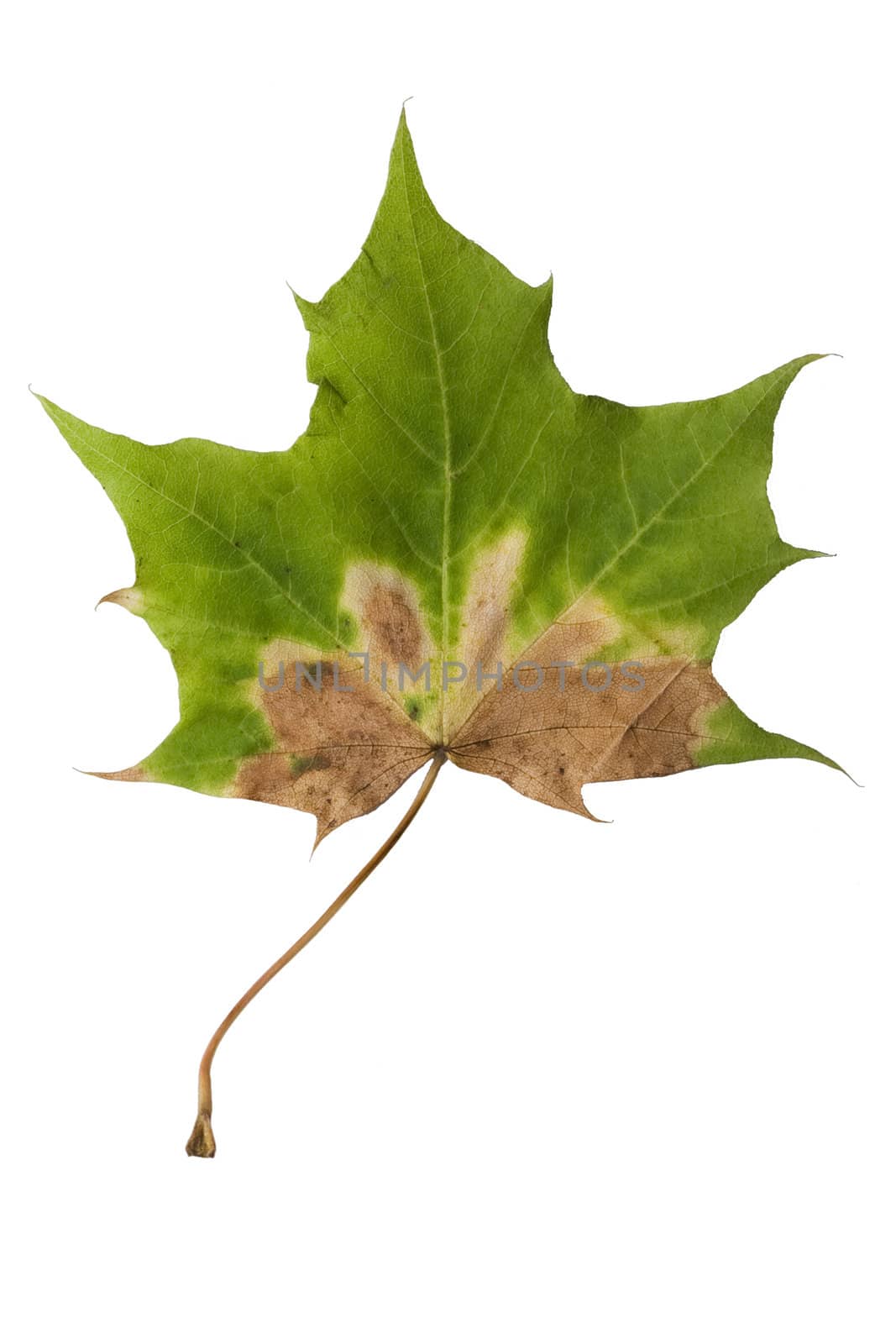 Isolated macro tree leaf