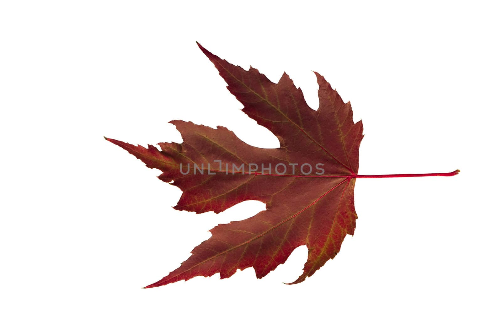 Isolated macro tree leaf