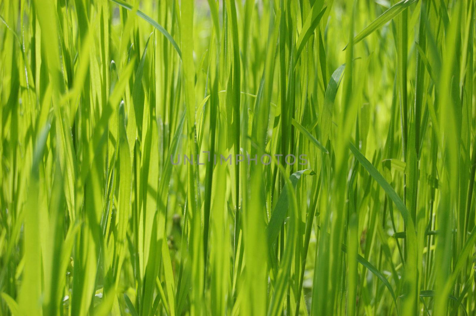 Succulent green grass, texture
