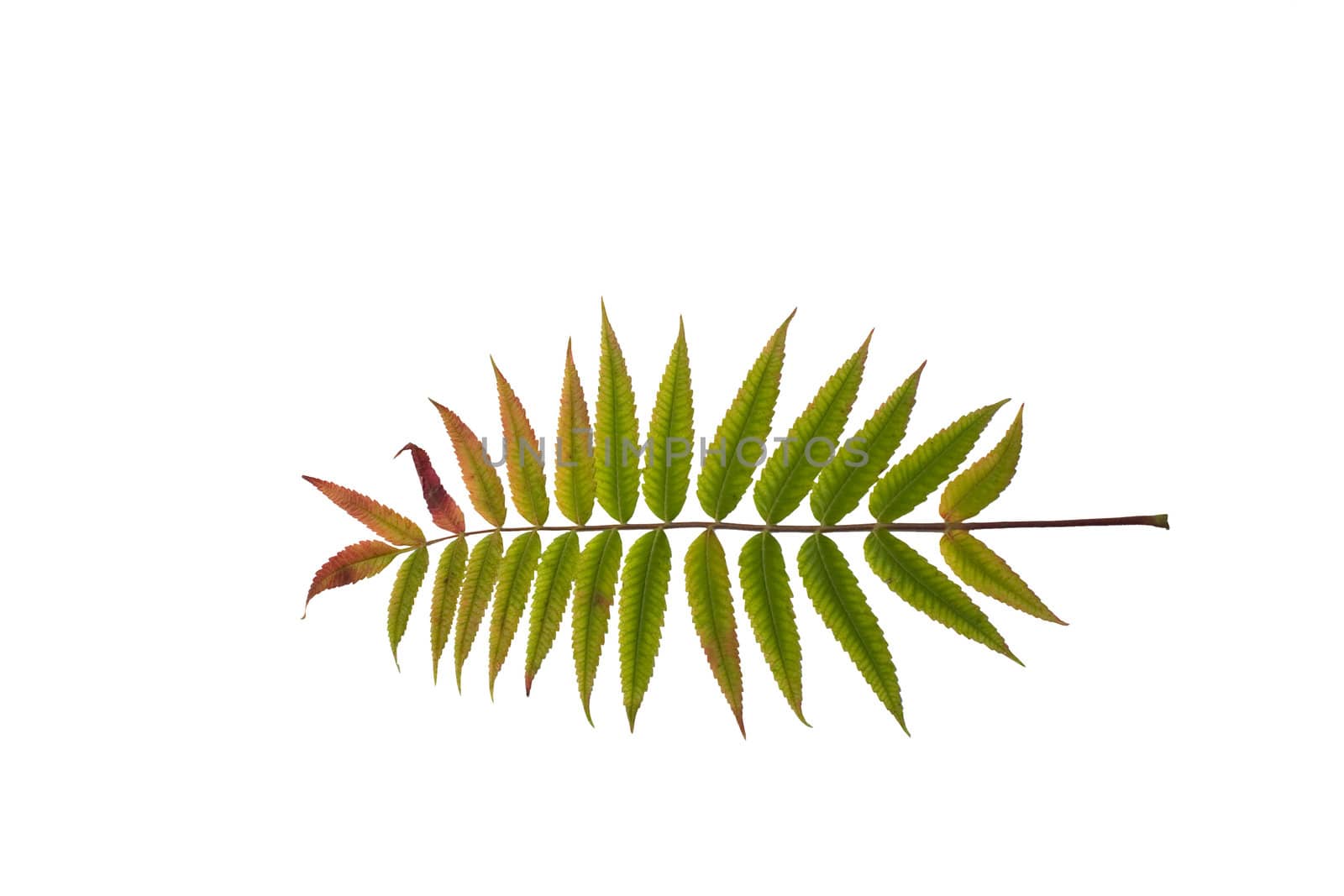 Isolated macro tree leaf
