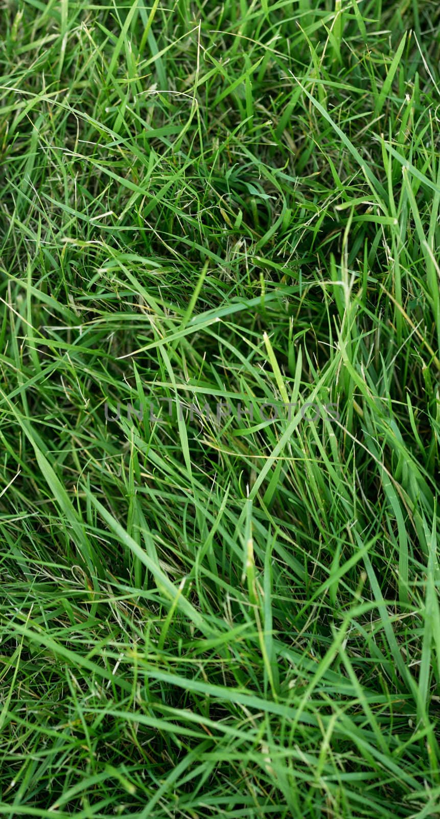 Very thick and dense green crab grass