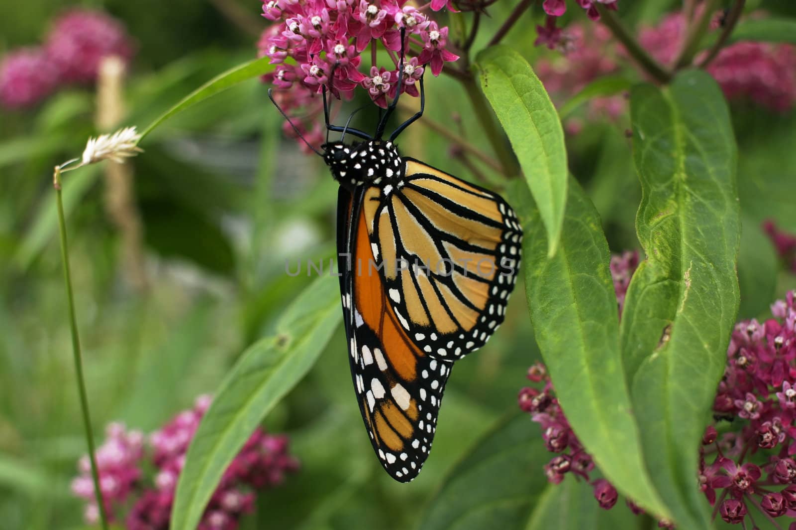 Monarch Butterfly by micahbowerbank