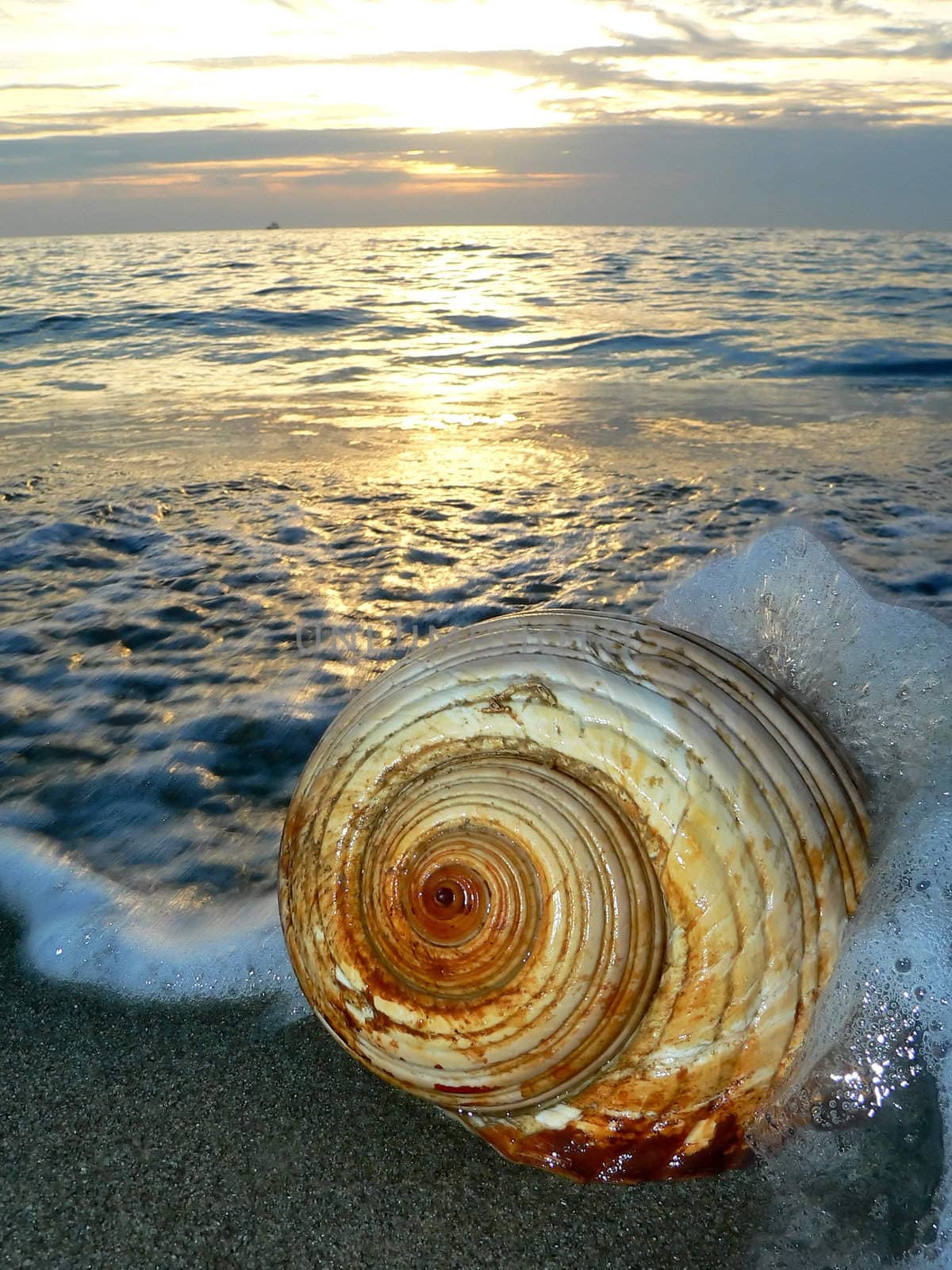 a shell on the beach