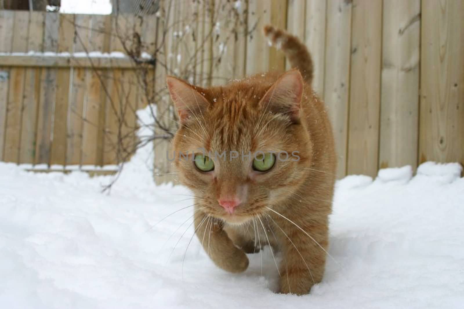 The powerful feline hunter stalks its prey through the snow
