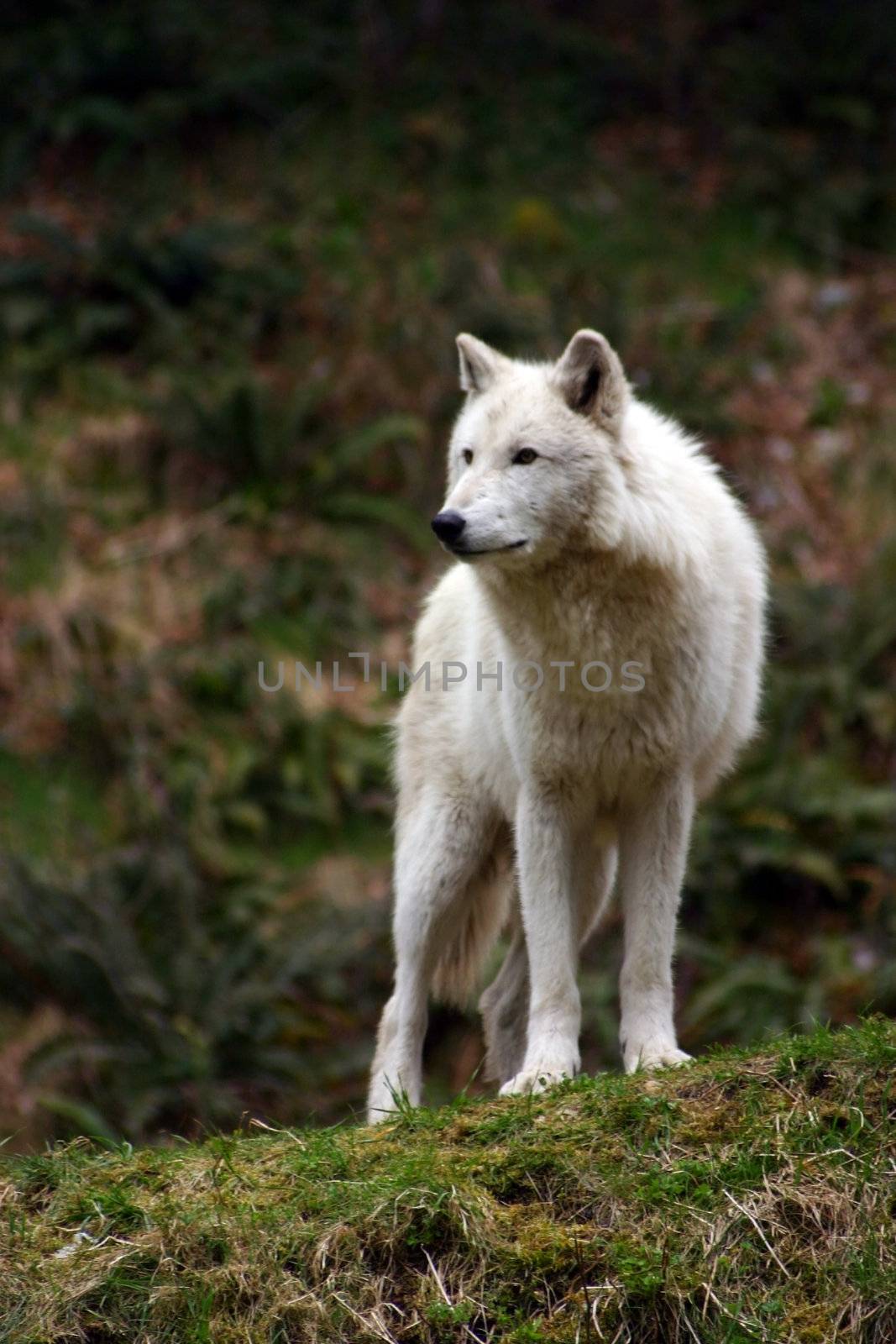 Large white wolf focused on something in the distance