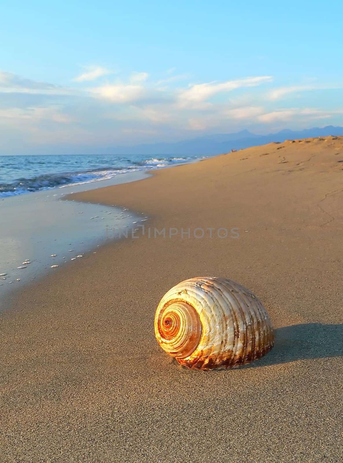 a shell on the beach