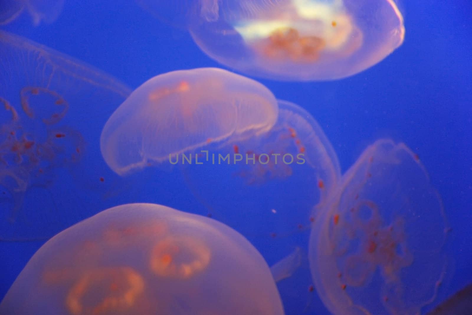 Swimming Jellyfish by micahbowerbank