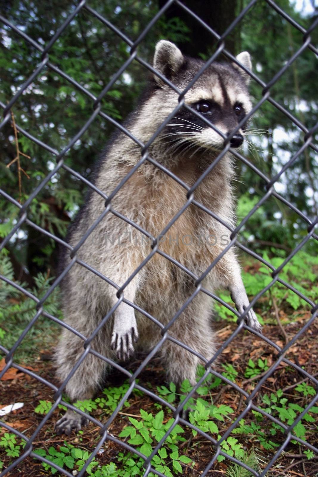 Medium size raccoon begging for food from behind a fence
