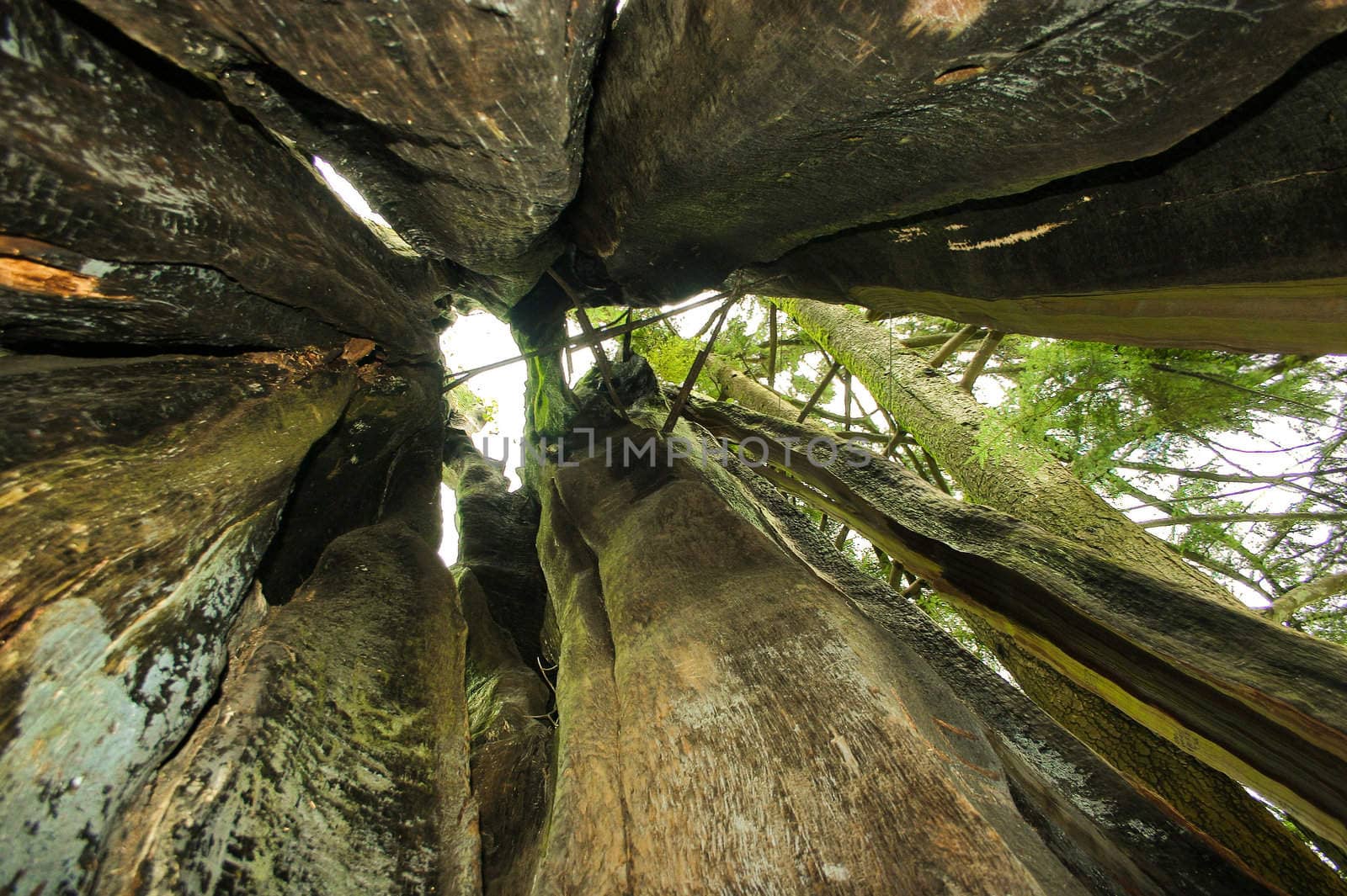 This is a picture taken inside a giant hollow tree in Stanley Park; Vancouver.