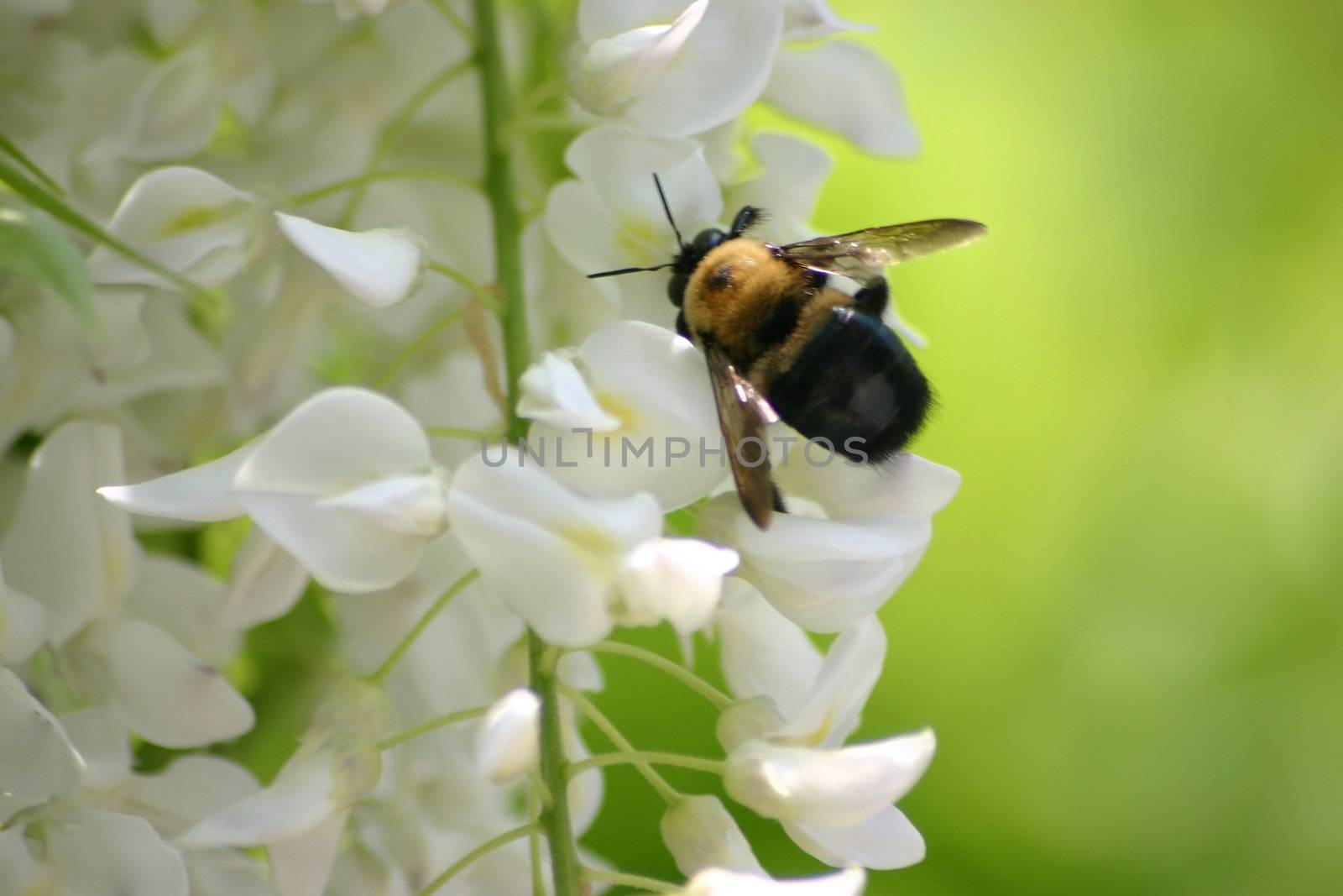A fat honey bee extracting nectar from a wisteria flower