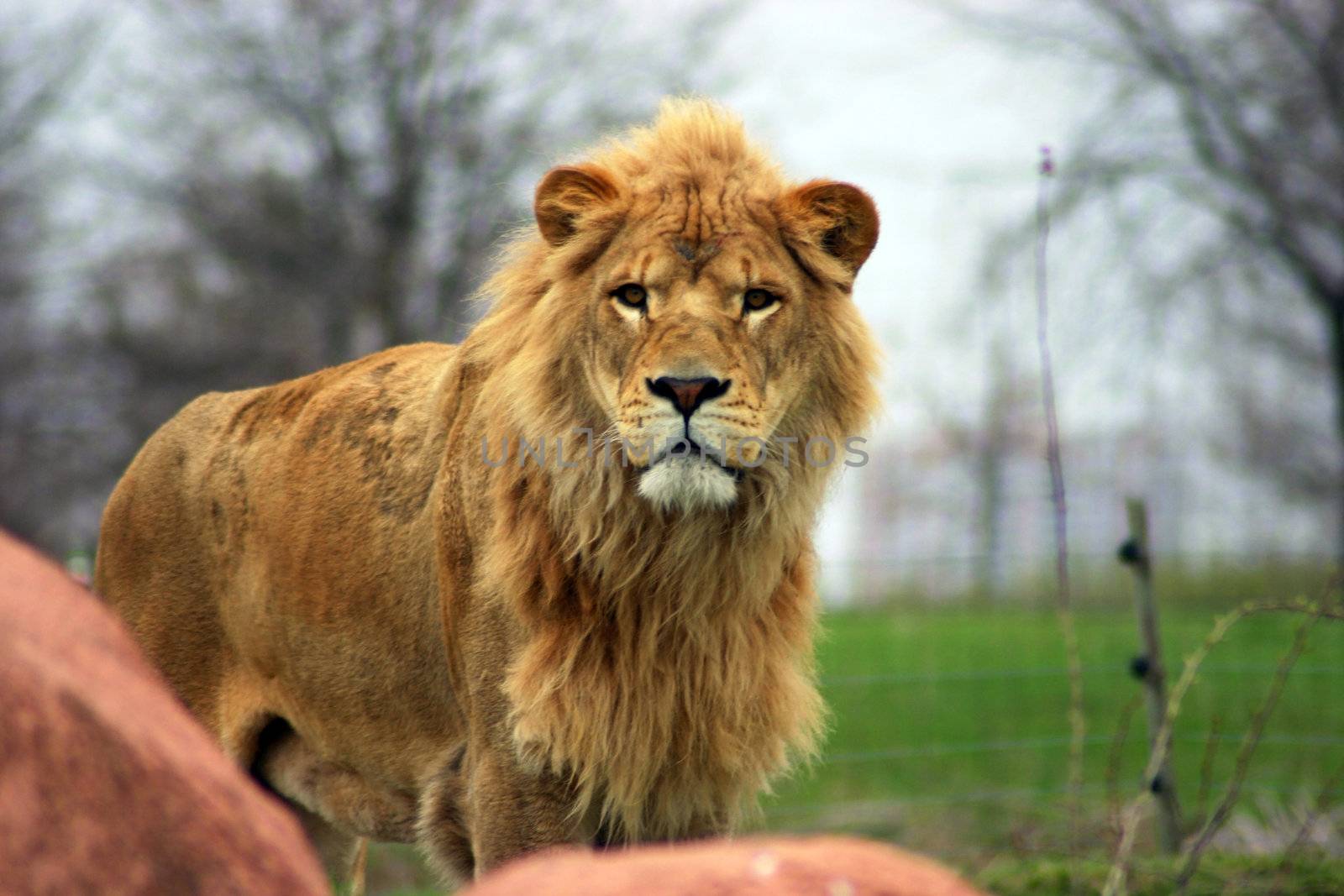 Large male lion with full mane and patchy fur