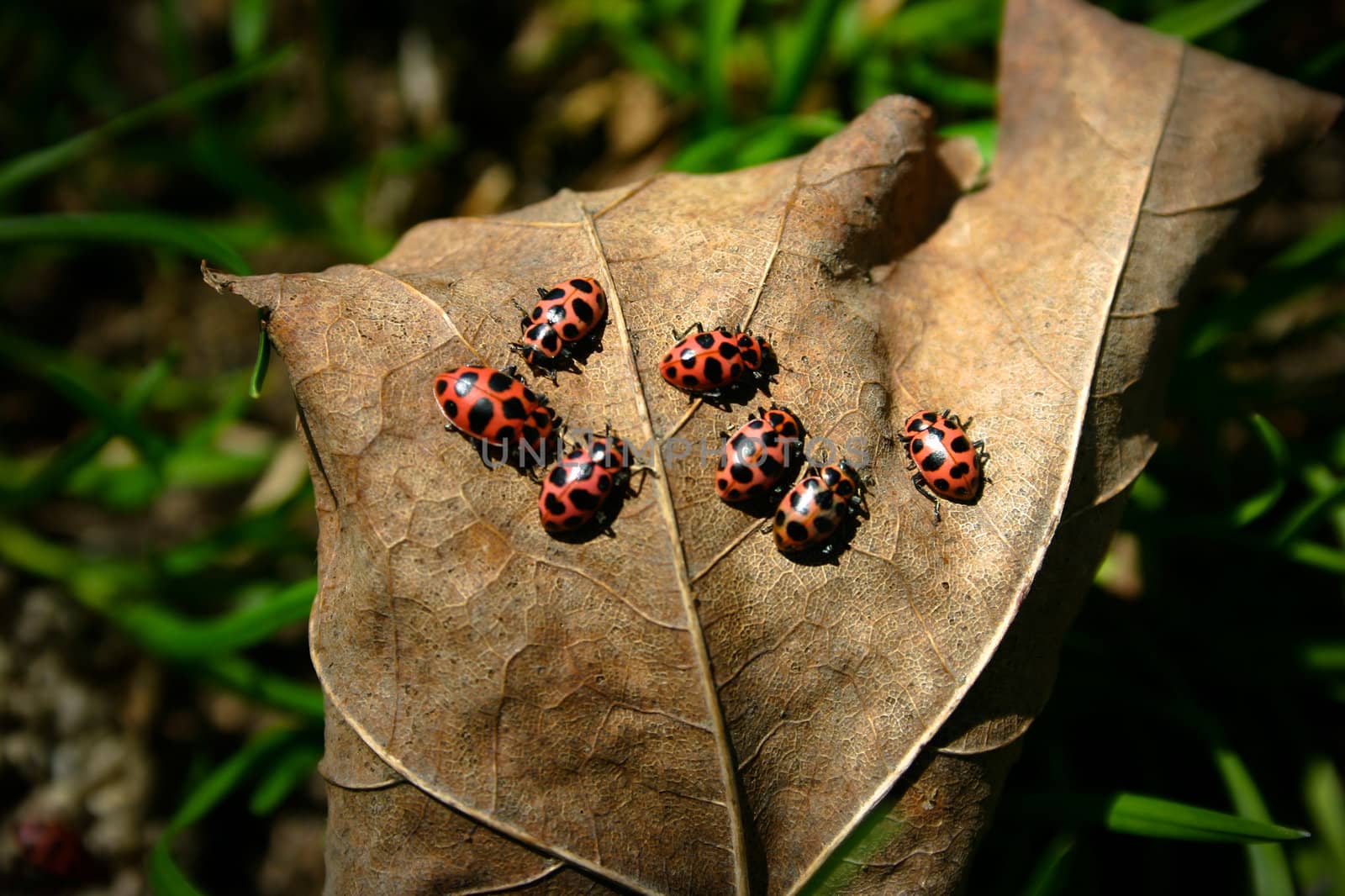 Ladybugs on a leaf by micahbowerbank