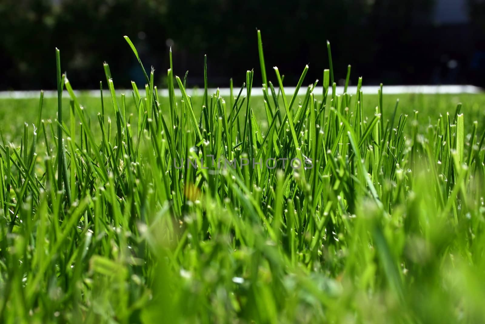 Rich green grass in my front yard