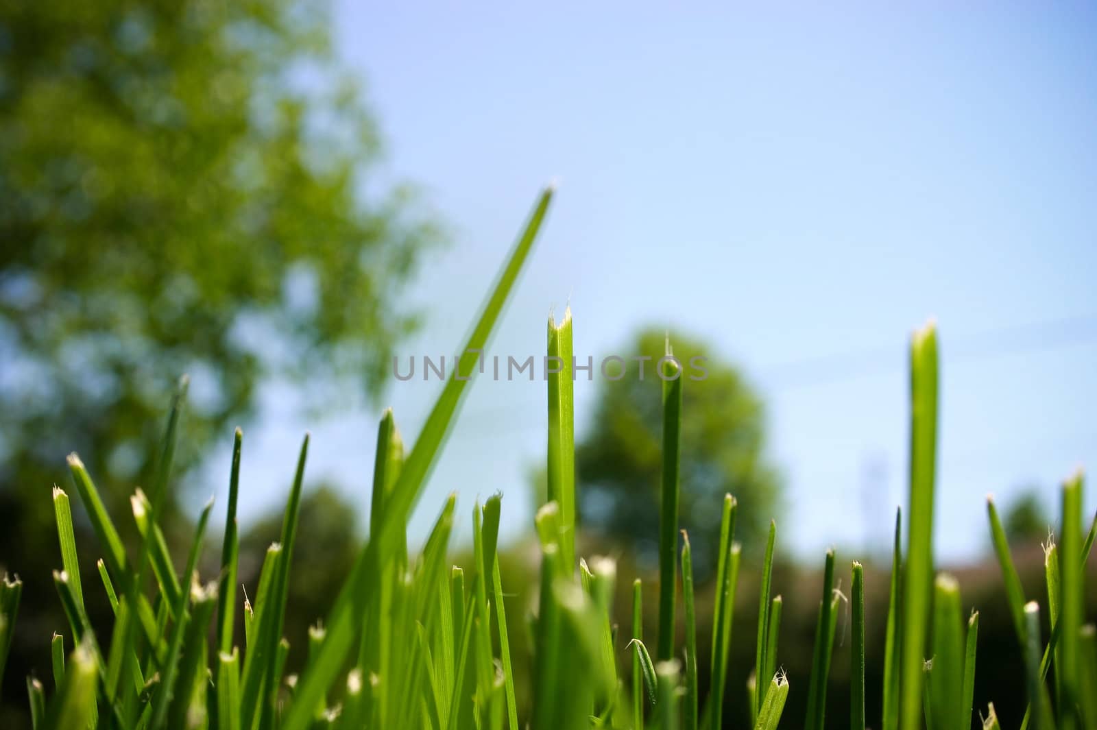 Close-up Grass by micahbowerbank