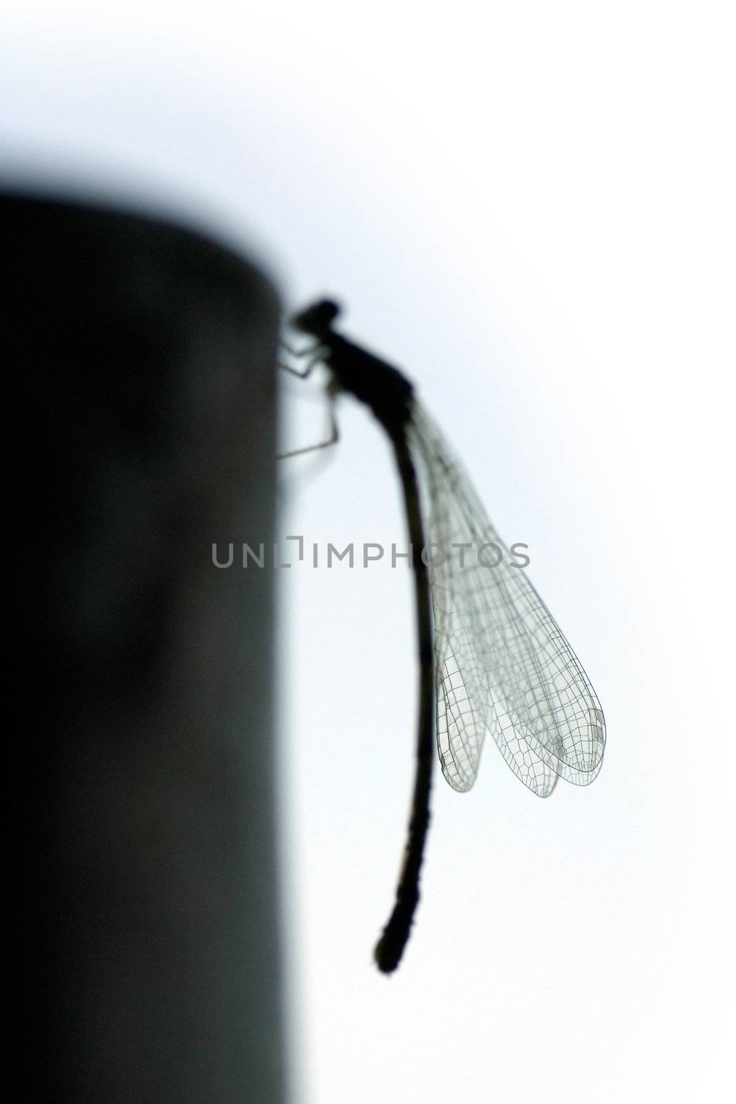 Dragonfly on a pole