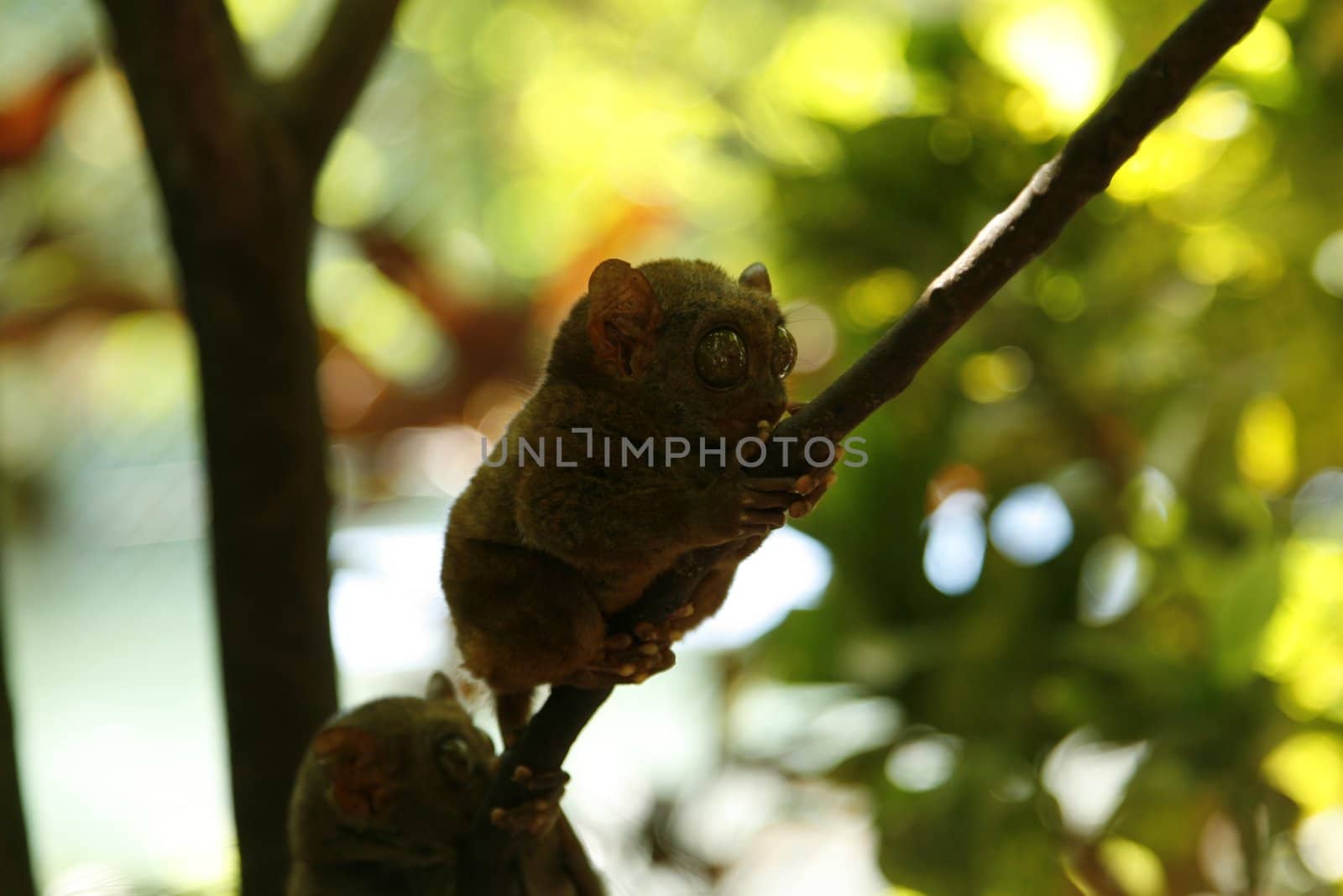 Monkey called Tarsier they say on of the Star wars figur was inspired by it !