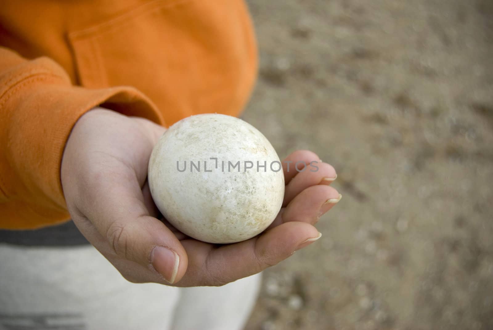 A closeup of a large duck or goose egg resting in the palm of this hand.
