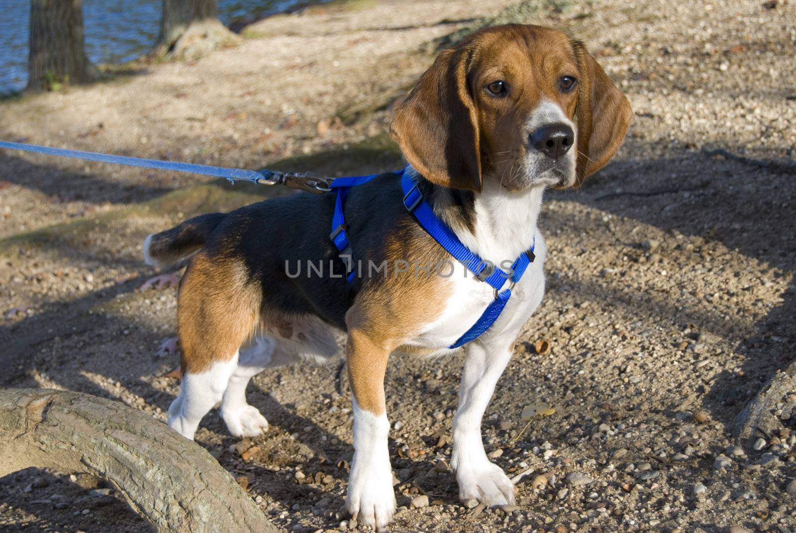 A young, alert beagle gazing ahead on the hunt.