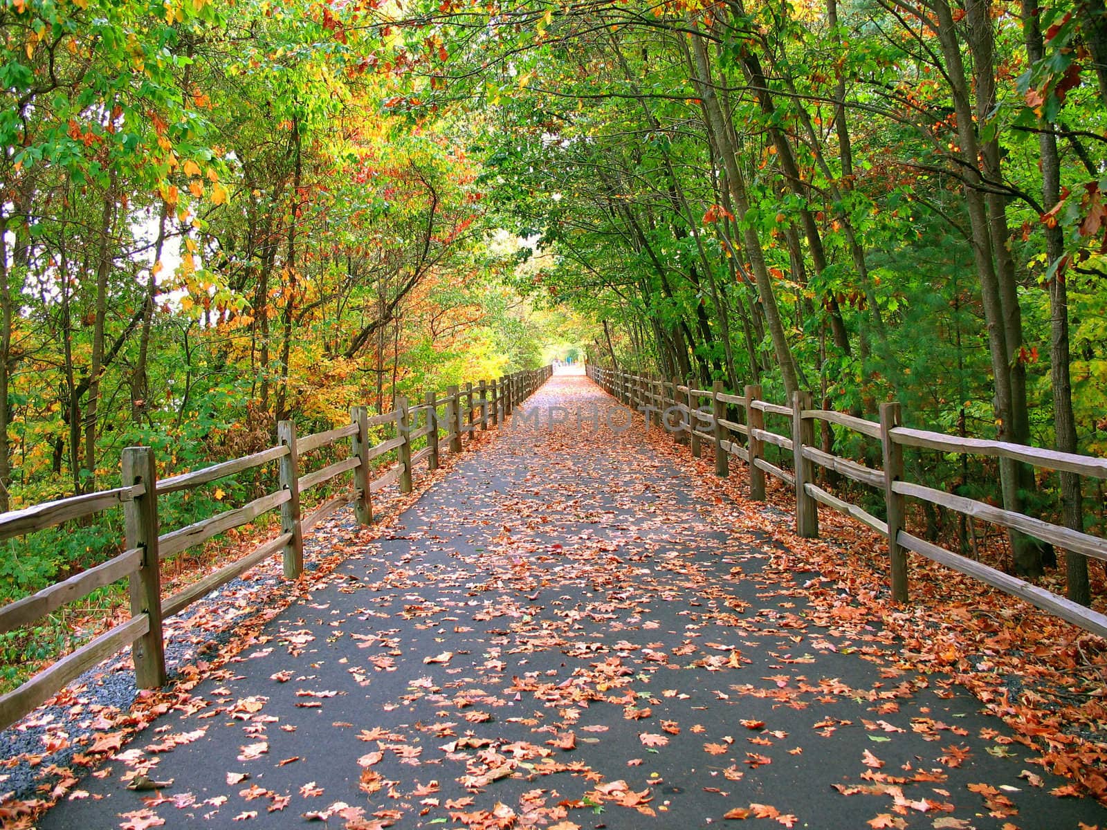 A long, wooded trail that goes through the woods in Connecticut - this one is used by cyclists, skaters, and even walkers.