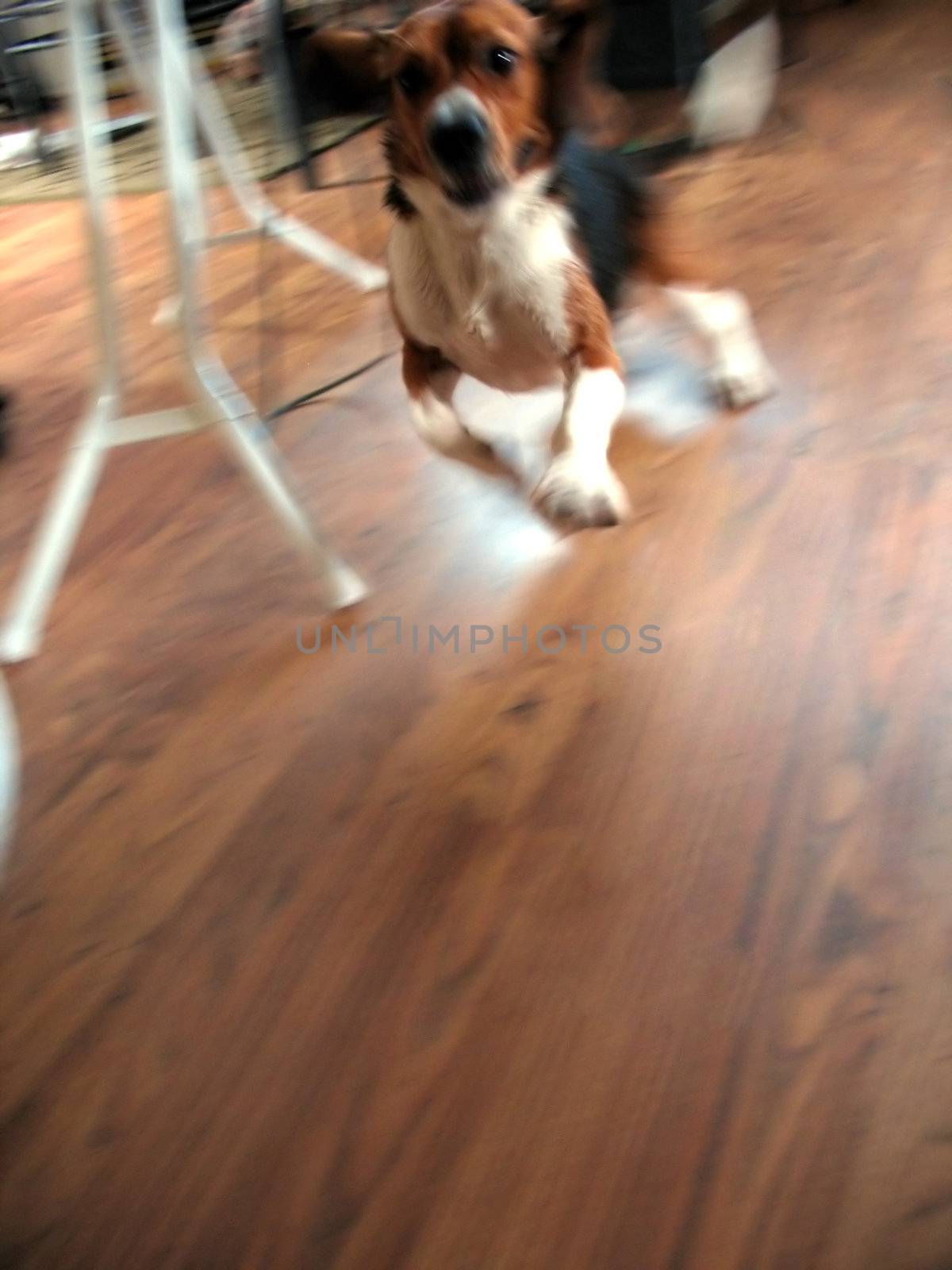 A purebred beagle running like a little crazy man around the house.