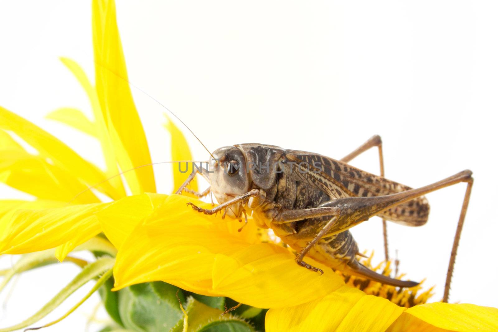 Photographing of a large locust in studio conditions