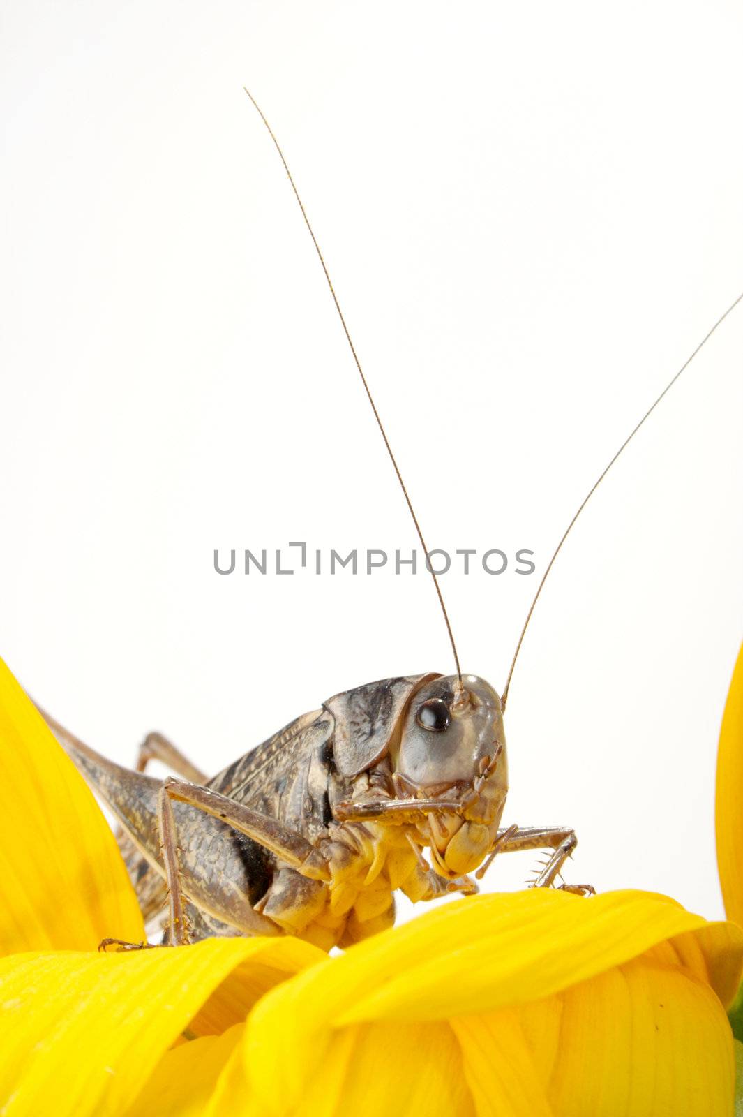 grasshoppers by Goruppa
