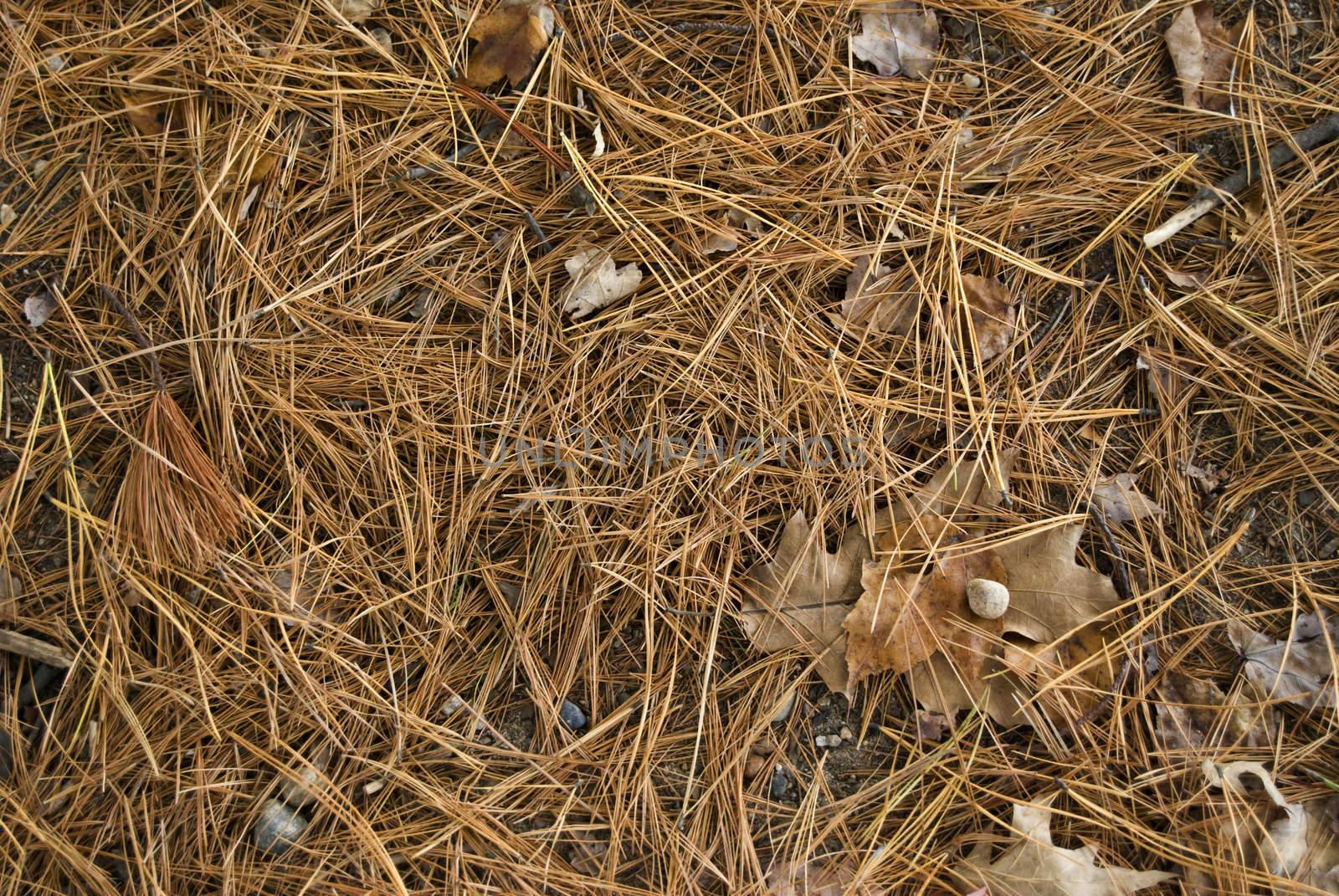 A detail shot of the the forest floor in autumn - pine needles and leaves.