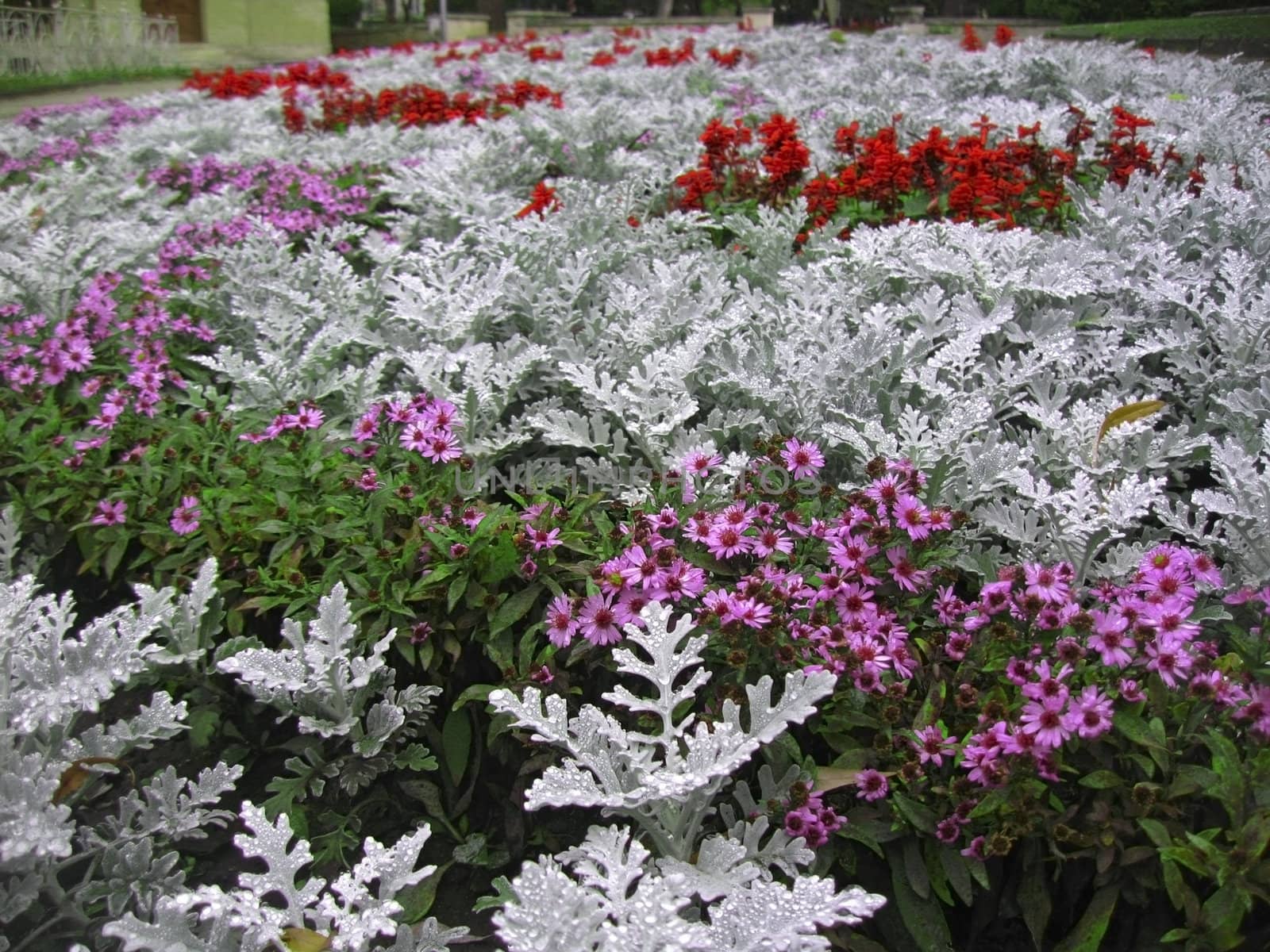 Bed of flowers after rain. Cineraria, salvia, rudbekia by scullery