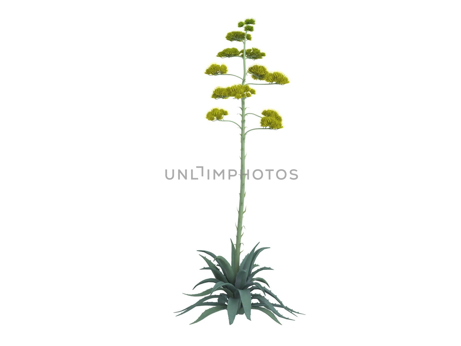 Century plant or Agave americana isolated on white background