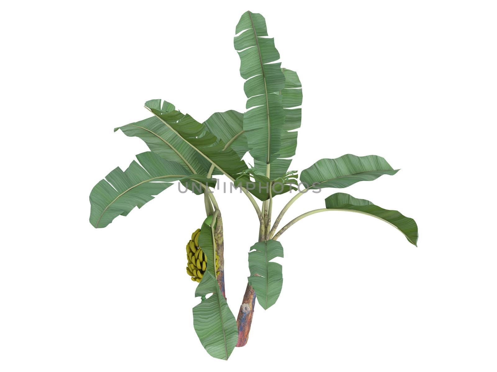 Banana or latin Musa acuminata isolated on white background