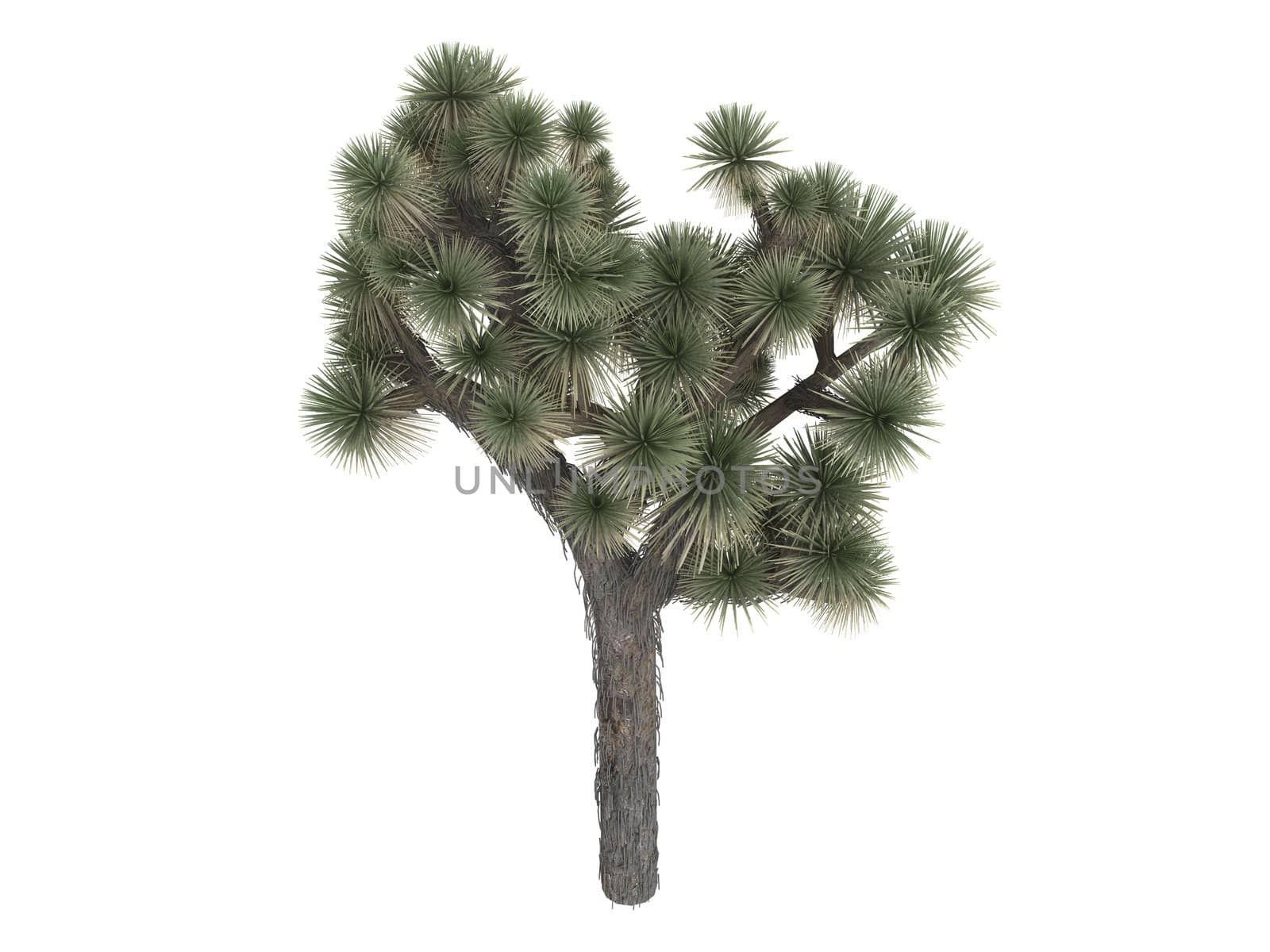 Joshua tree or latin Yucca brevifolia isolated on white background