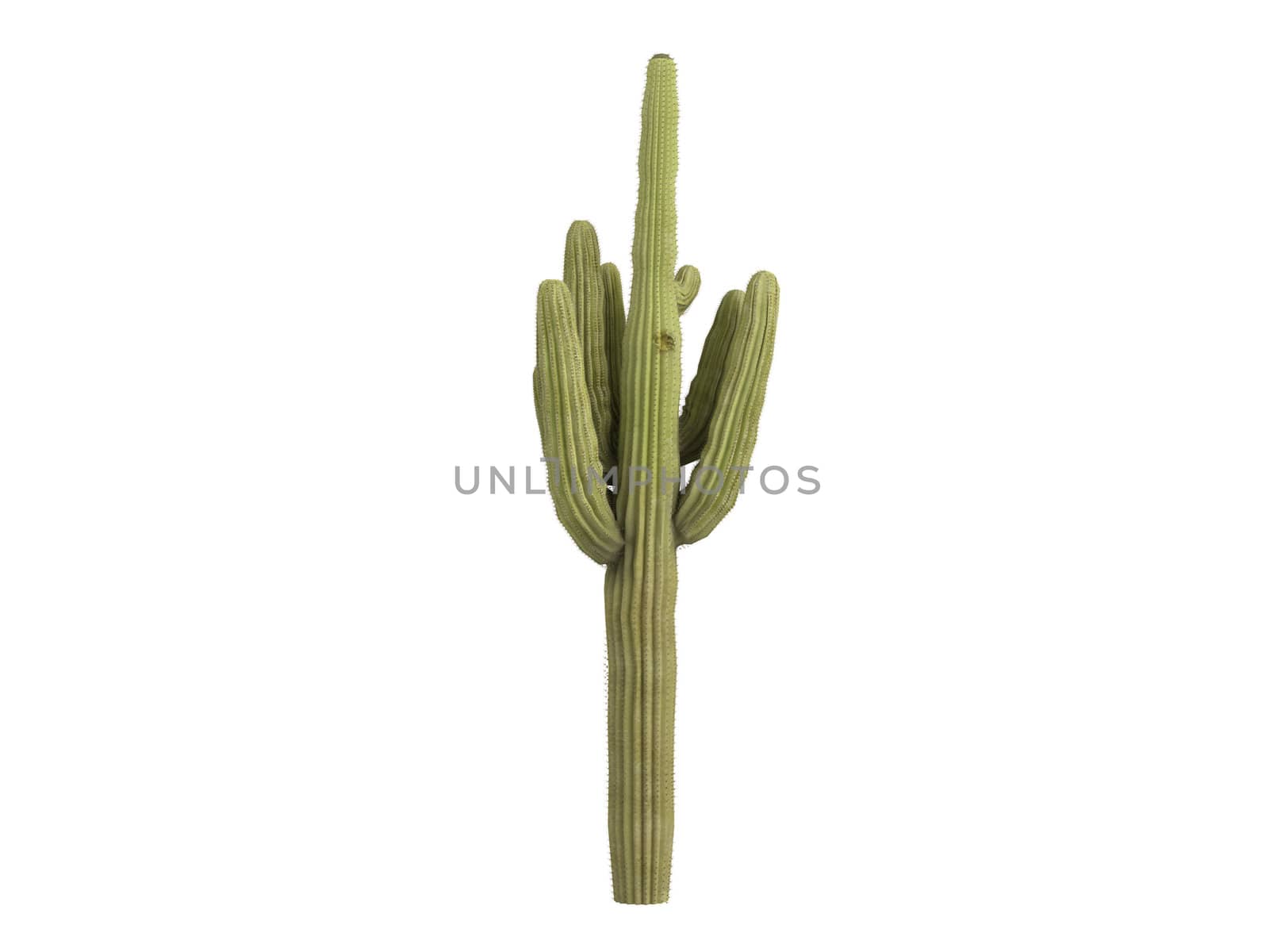 Saguaro or latin Carnegiea gigantea isolated on white background