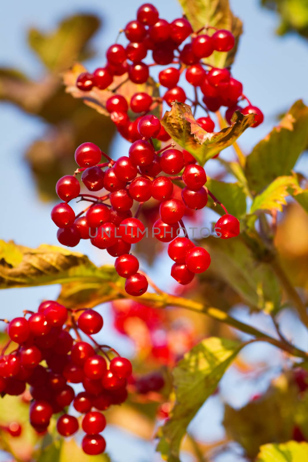 Red berries on Guelder Rose or Snowball tree by Colette