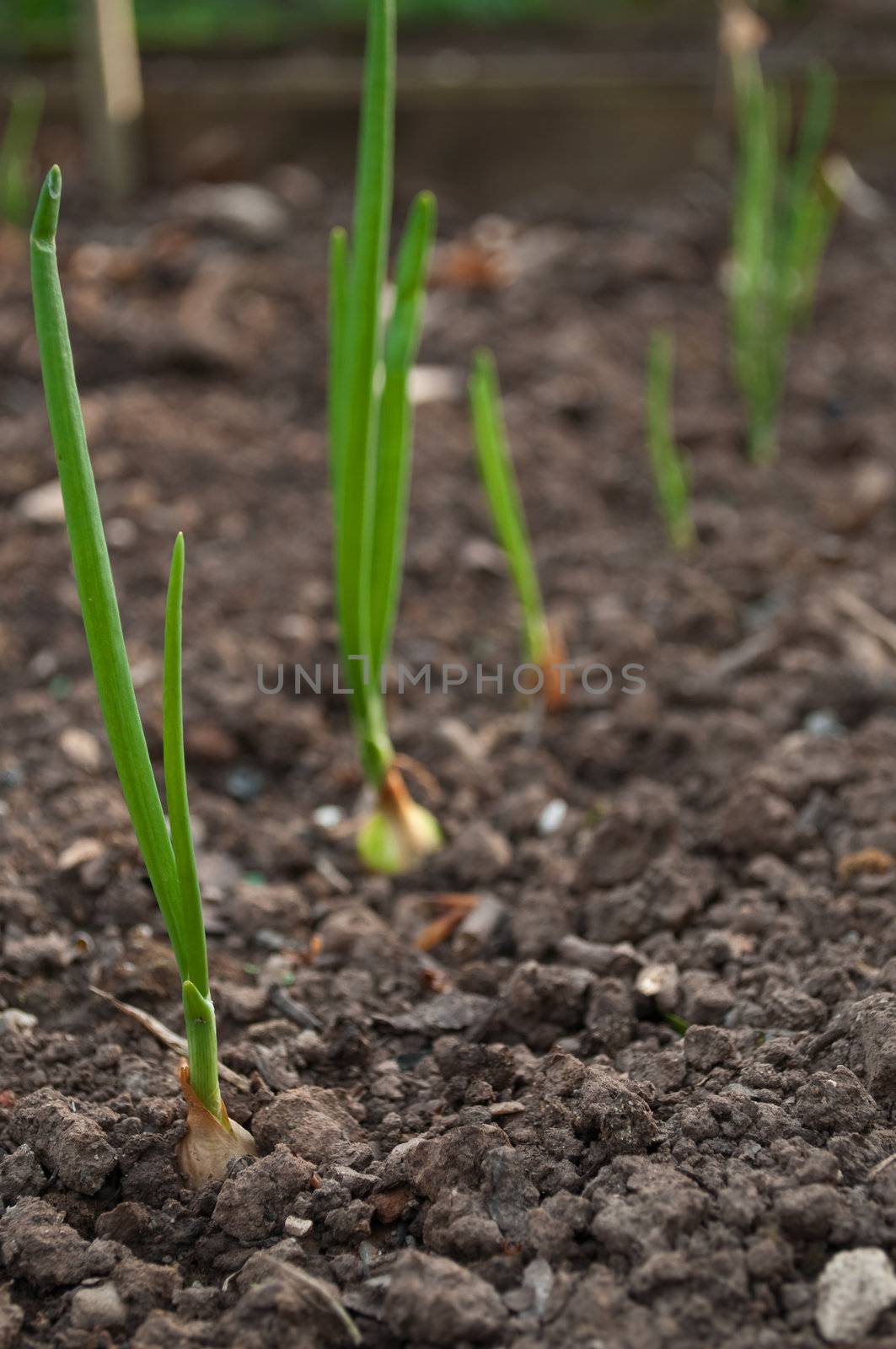 Organic young onions growing in vegetable patch setting. Foreground onion in focus.