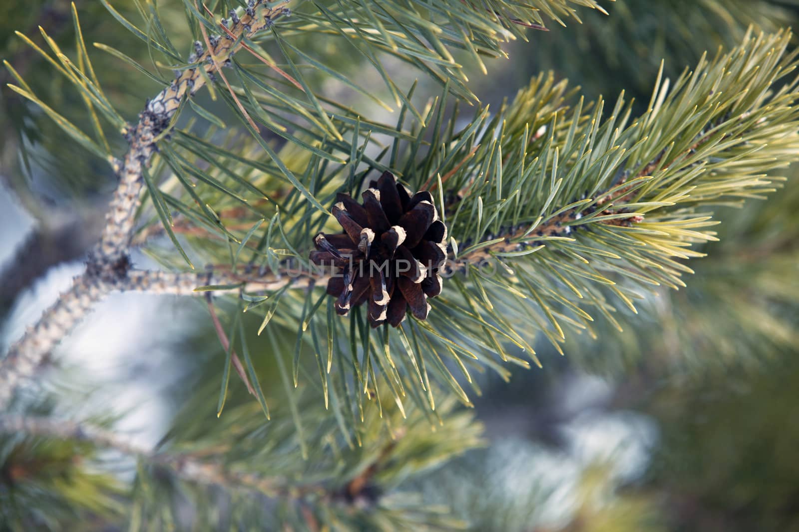 Fir-tree branches with cones 