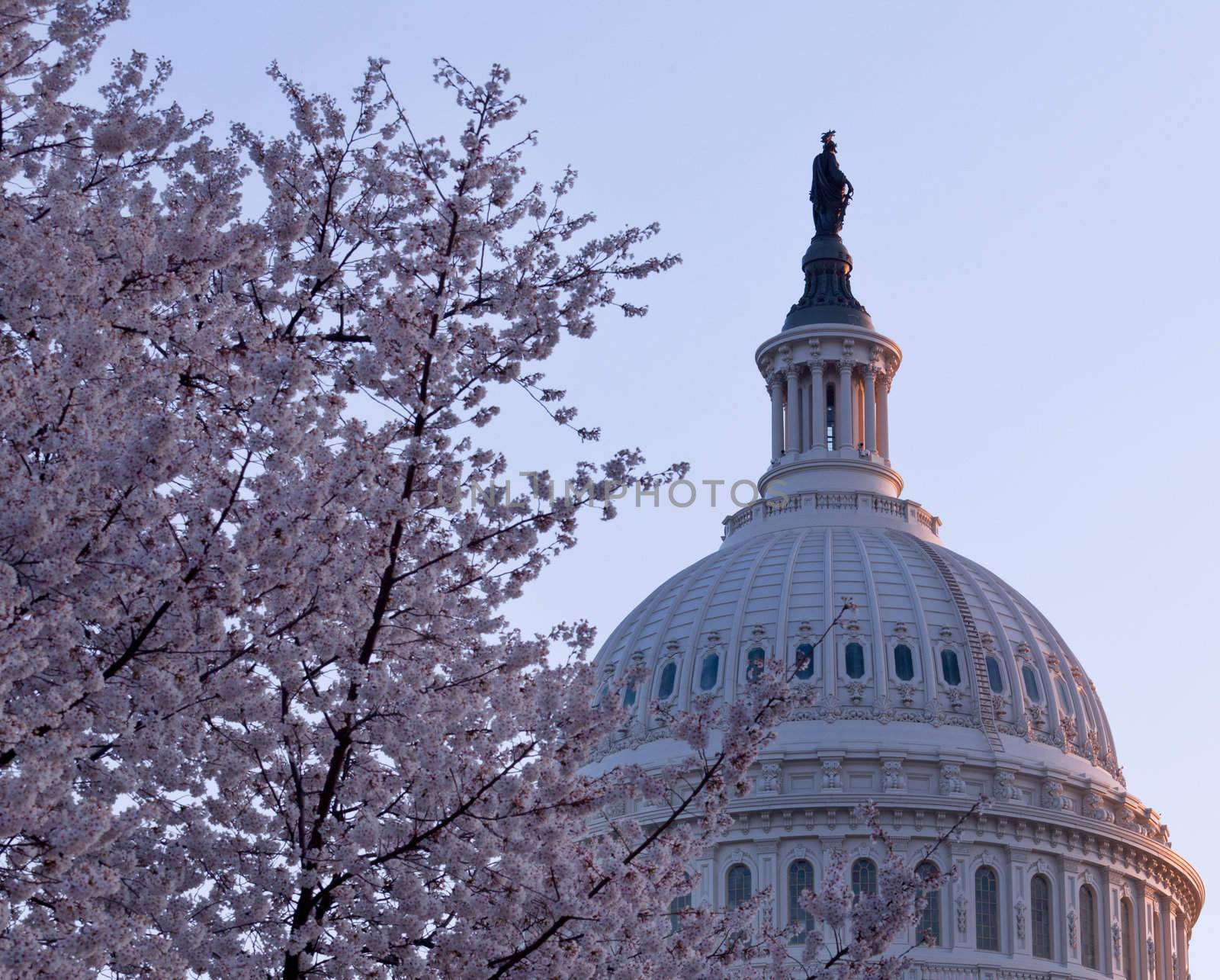 Brightly lit dawn sky behind the illuminated dome of the Capitol in Washington DC with Cherry Blossoms in the foreground