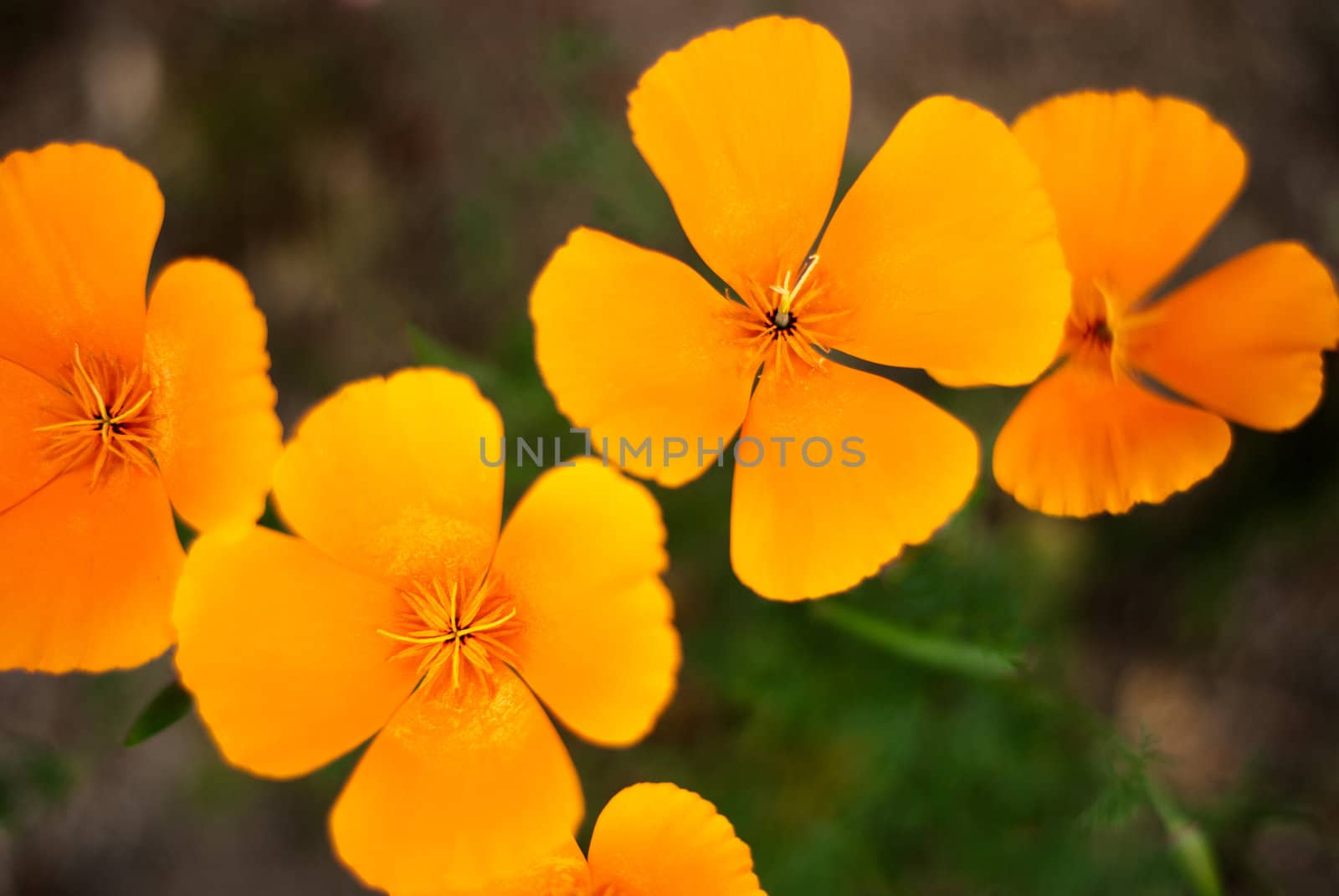Orange Poppies Field selective focus effect.
