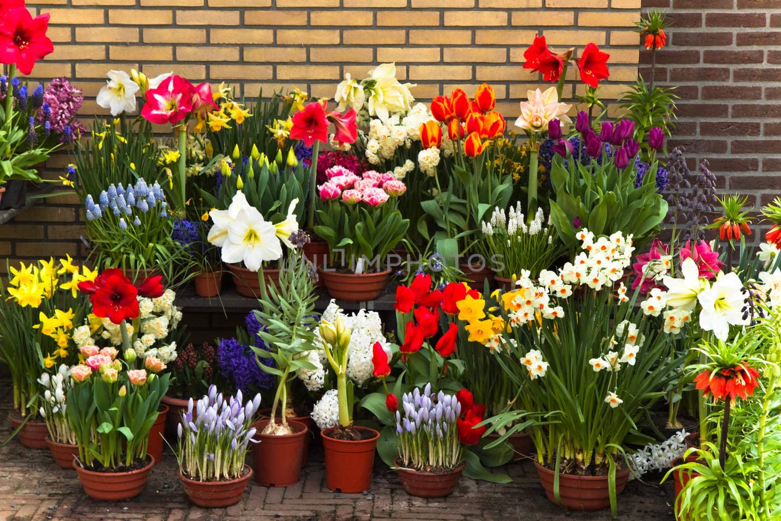 Wall with collection of colorful spring flowers in pots and containers