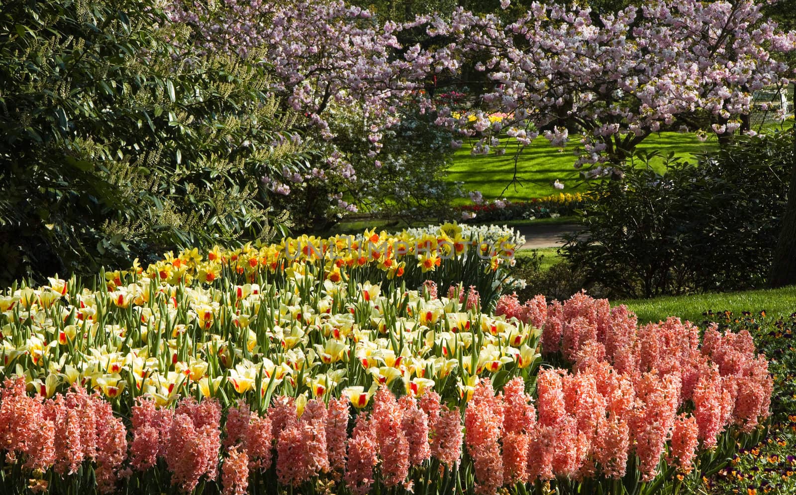 Tulips, hyacinths and daffodils with pink cherry trees by Colette