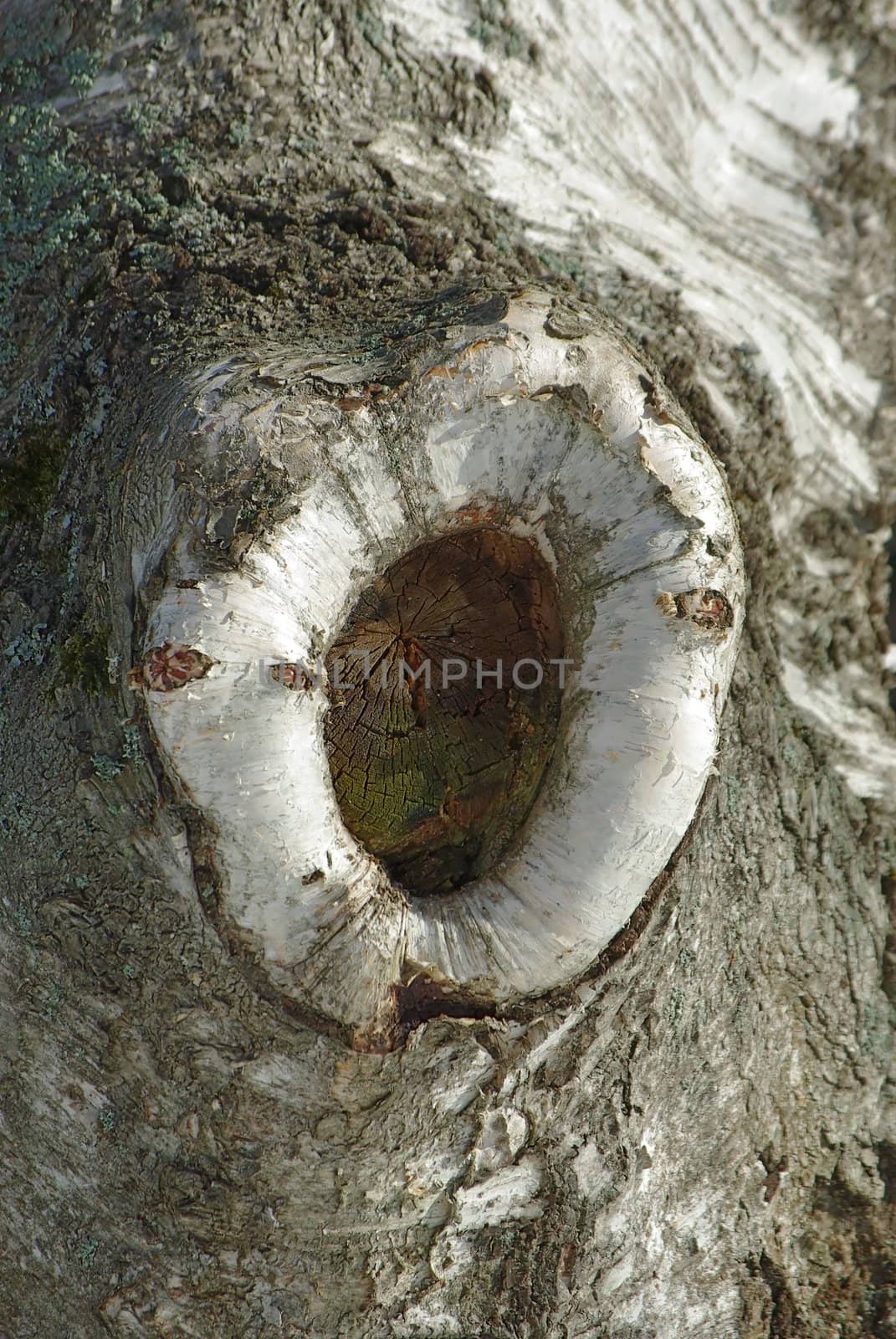 Old birch tree bark close up texture background
