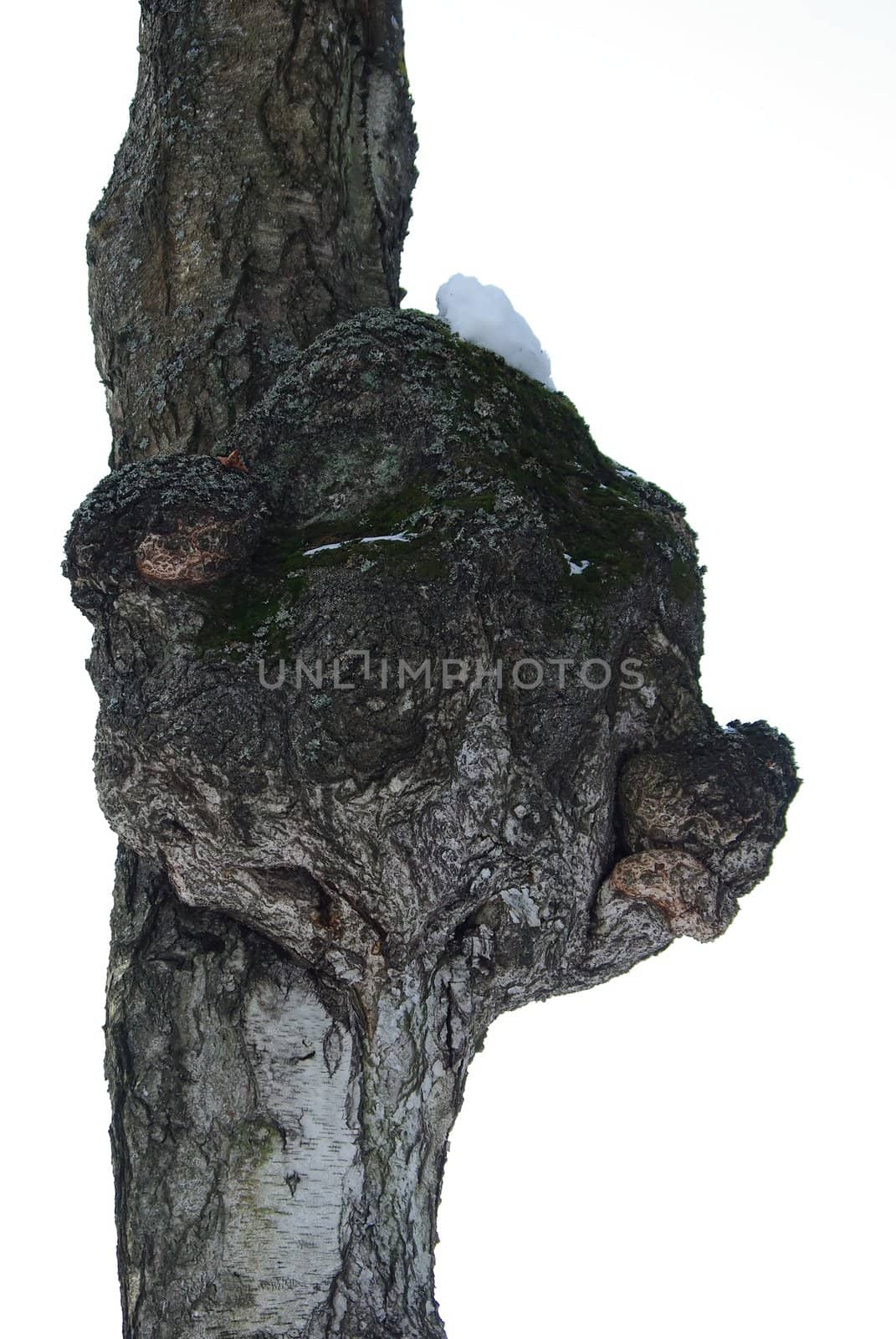 Old birch trunk with excrescence by Vitamin