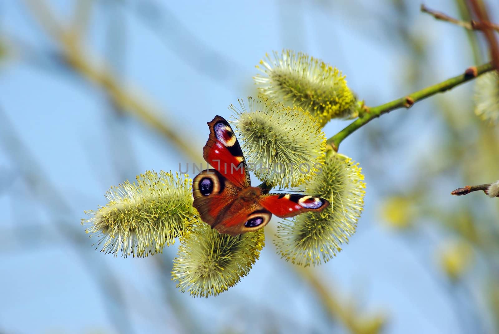 Butterfly on willow flower in the spring