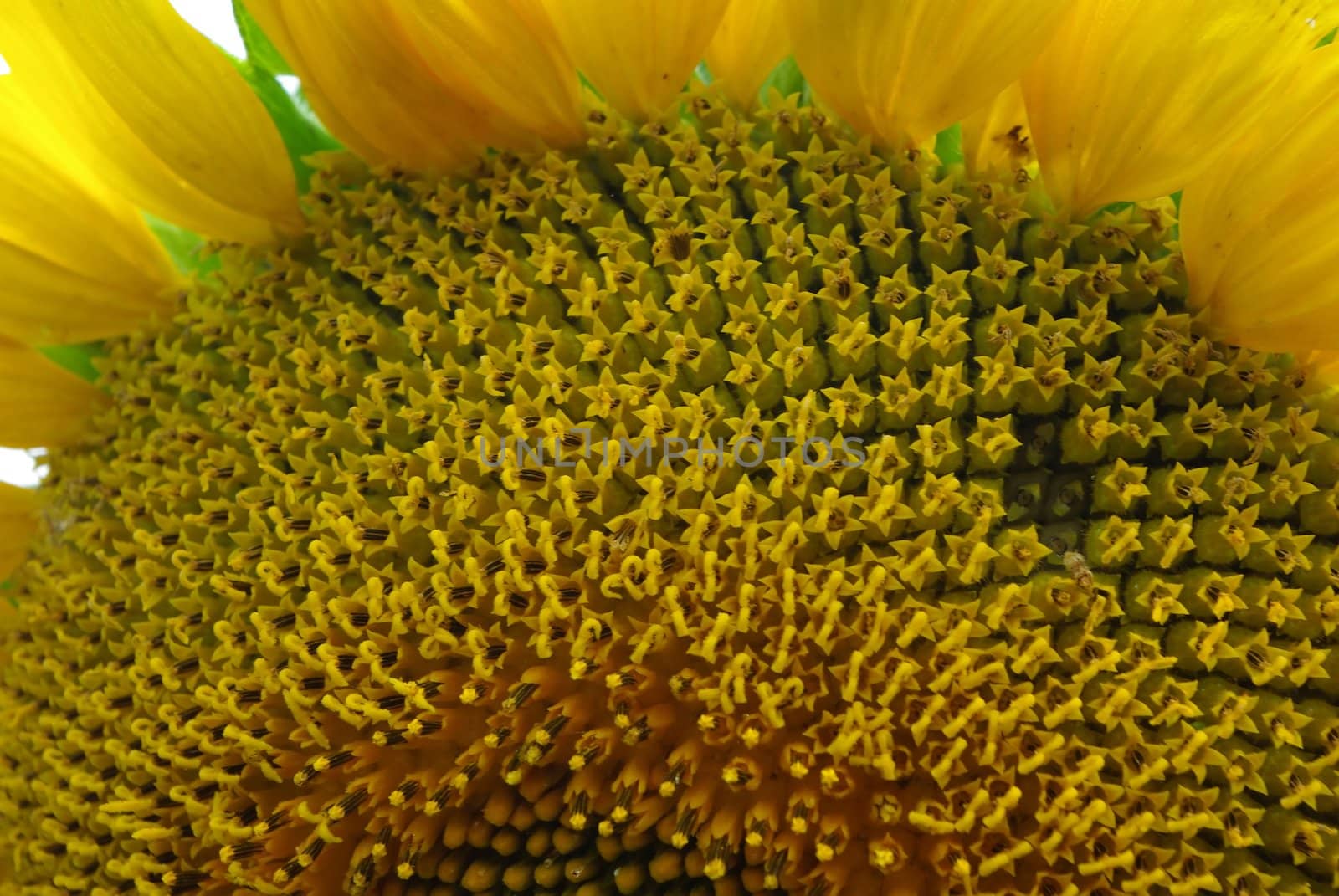 Sunflower over white by Vitamin