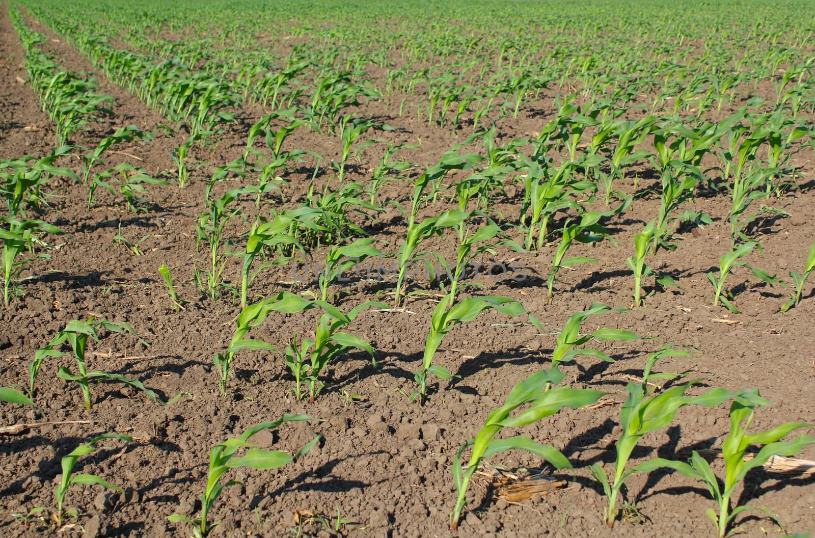corn field by goce